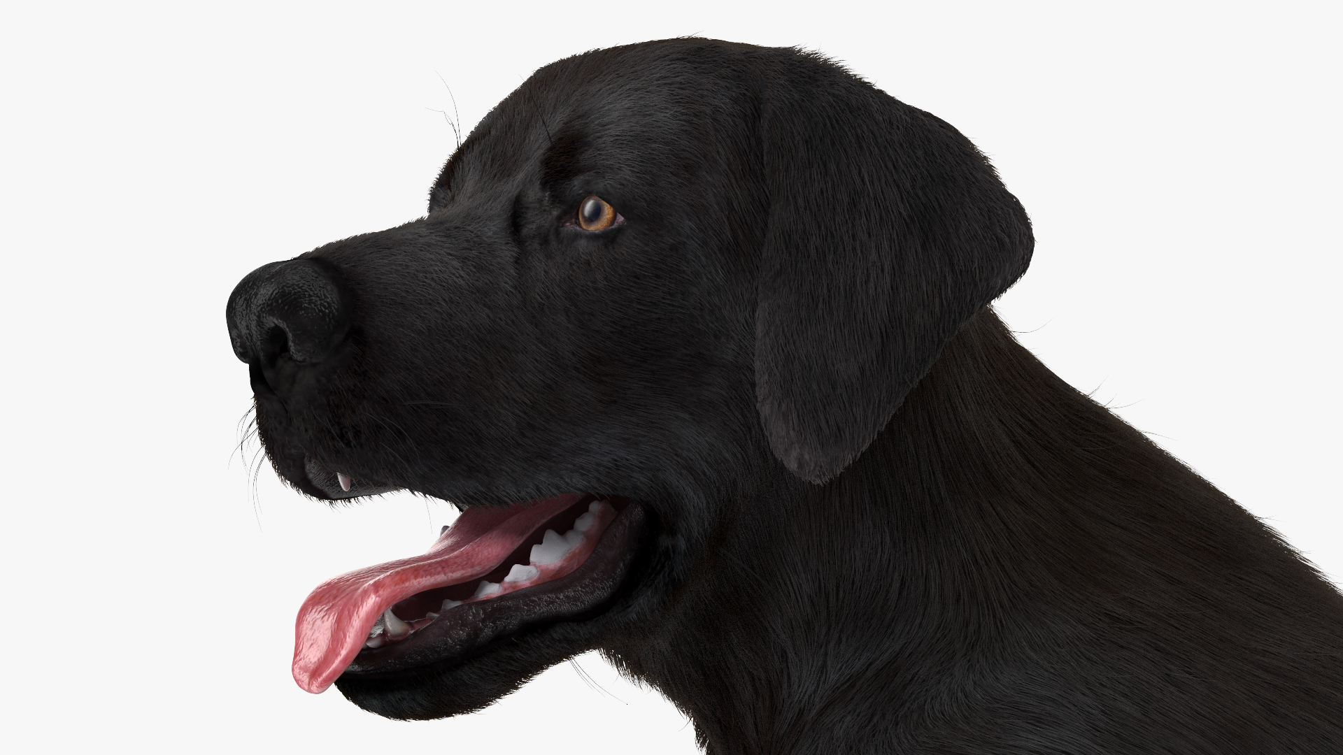 3D model Labrador Dog Black Sitting Fur