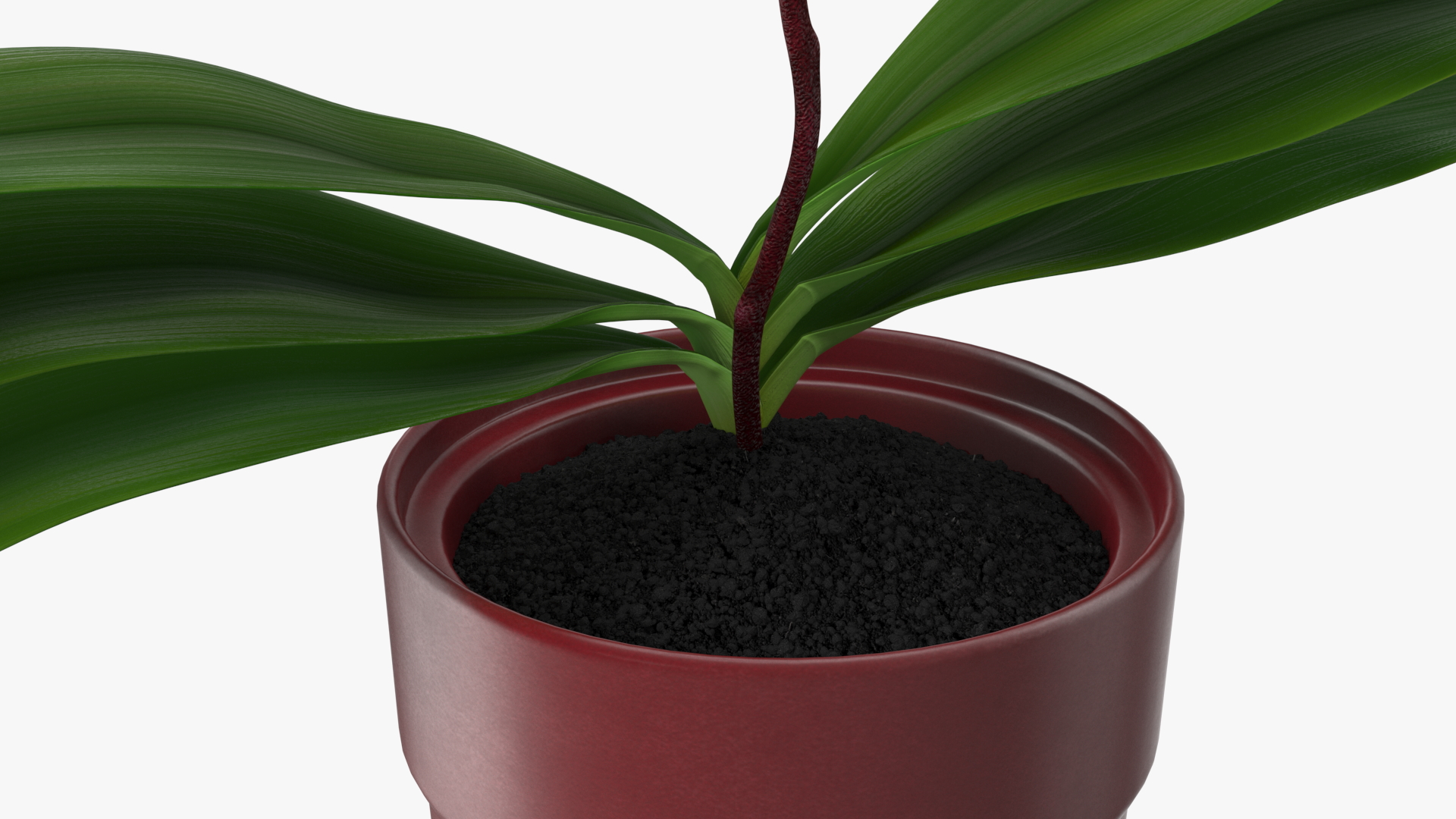 Pink Orchid in Red Pot 3D