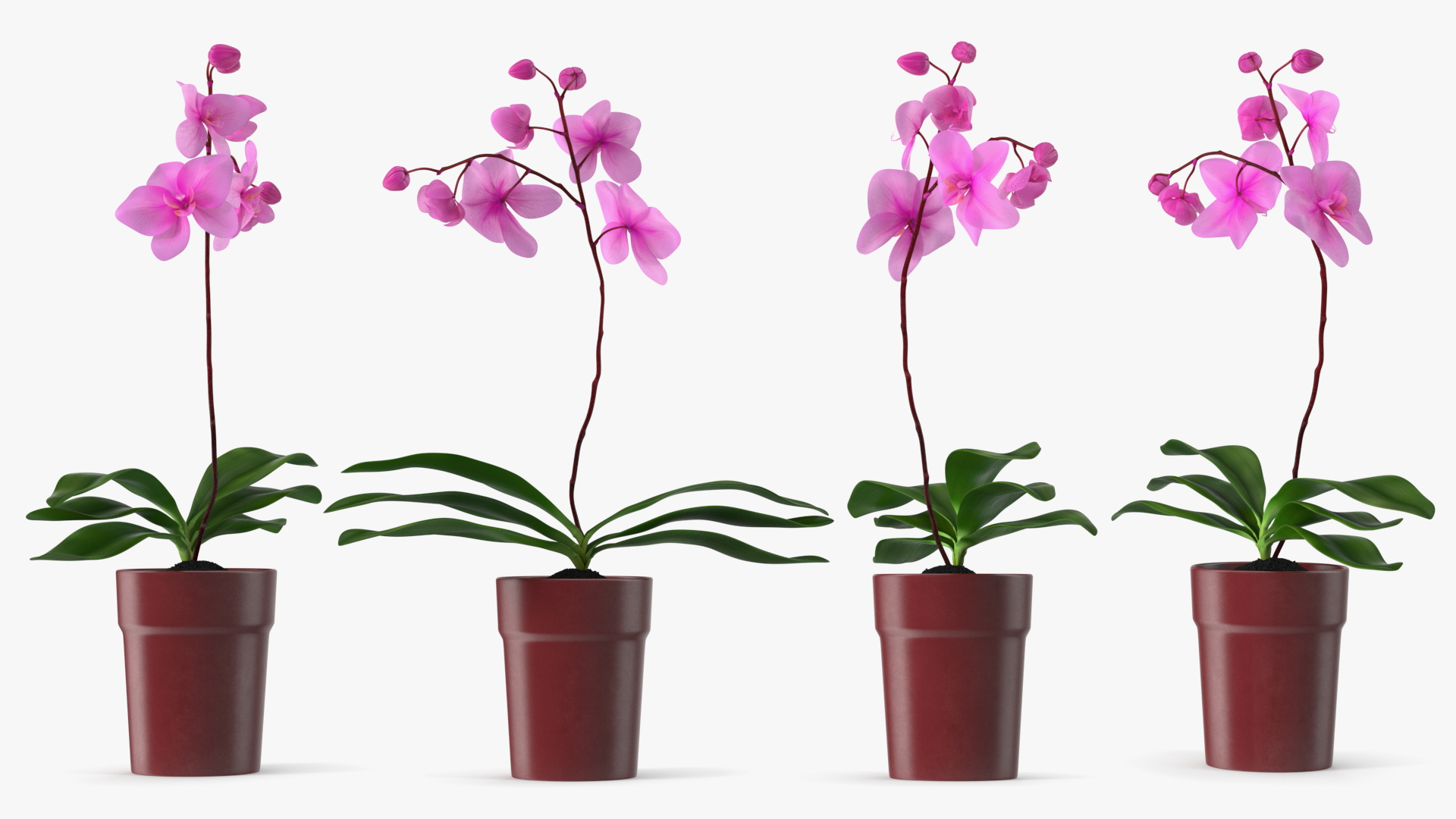 Pink Orchid in Red Pot 3D