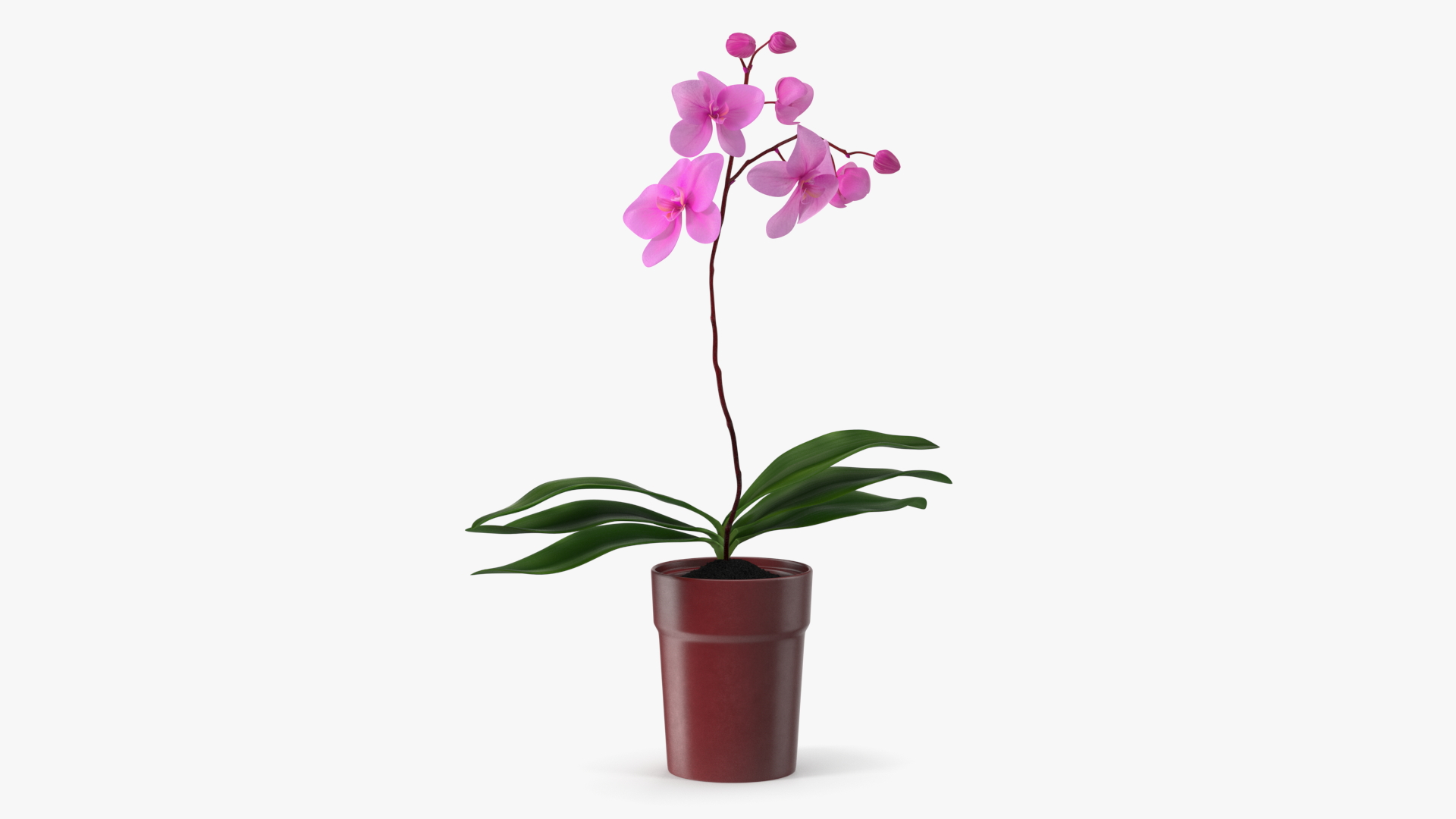 Pink Orchid in Red Pot 3D