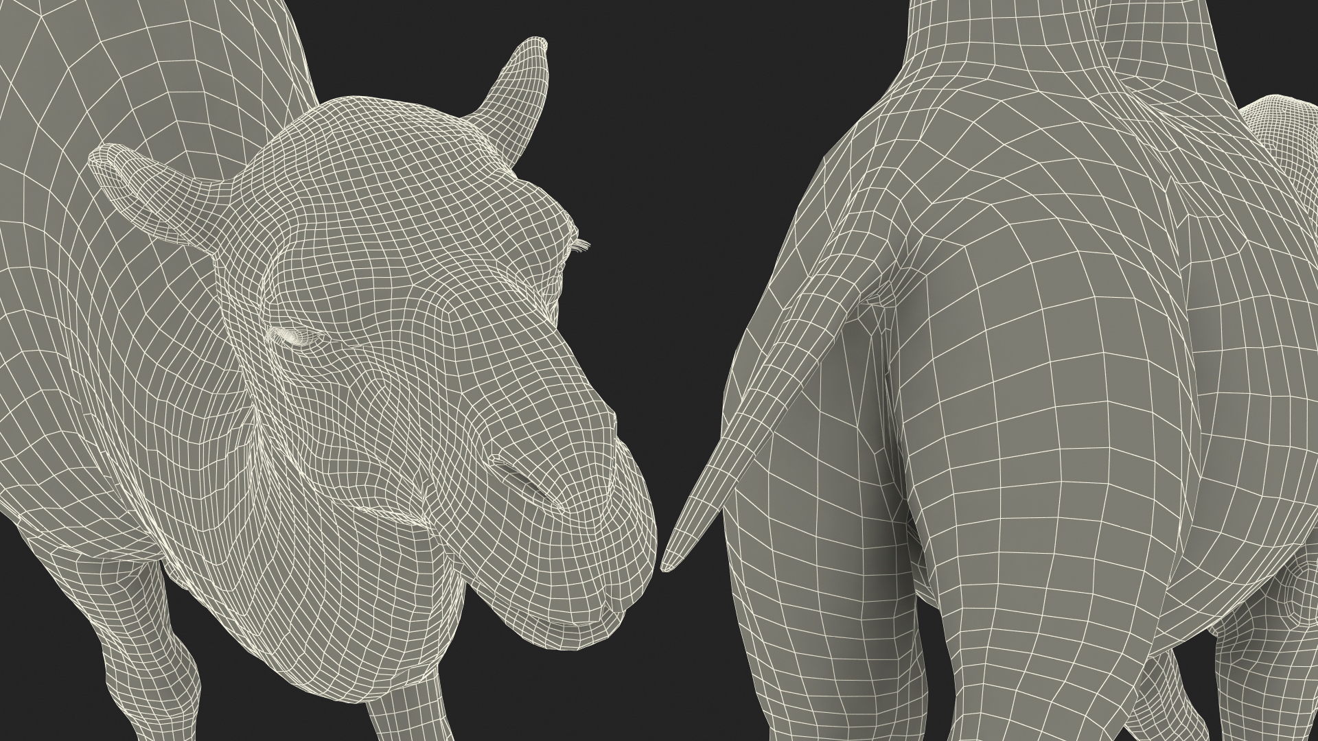 Bactrian Camel Walking Pose 3D