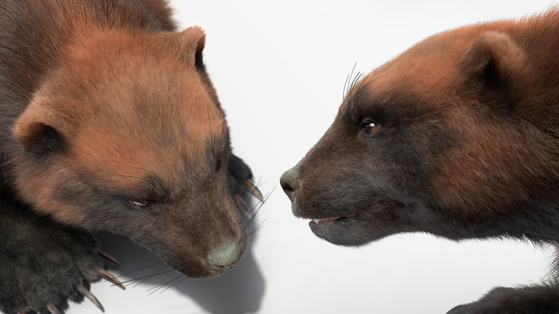 3D model Wolverine Dark Color Lying Down Pose Fur
