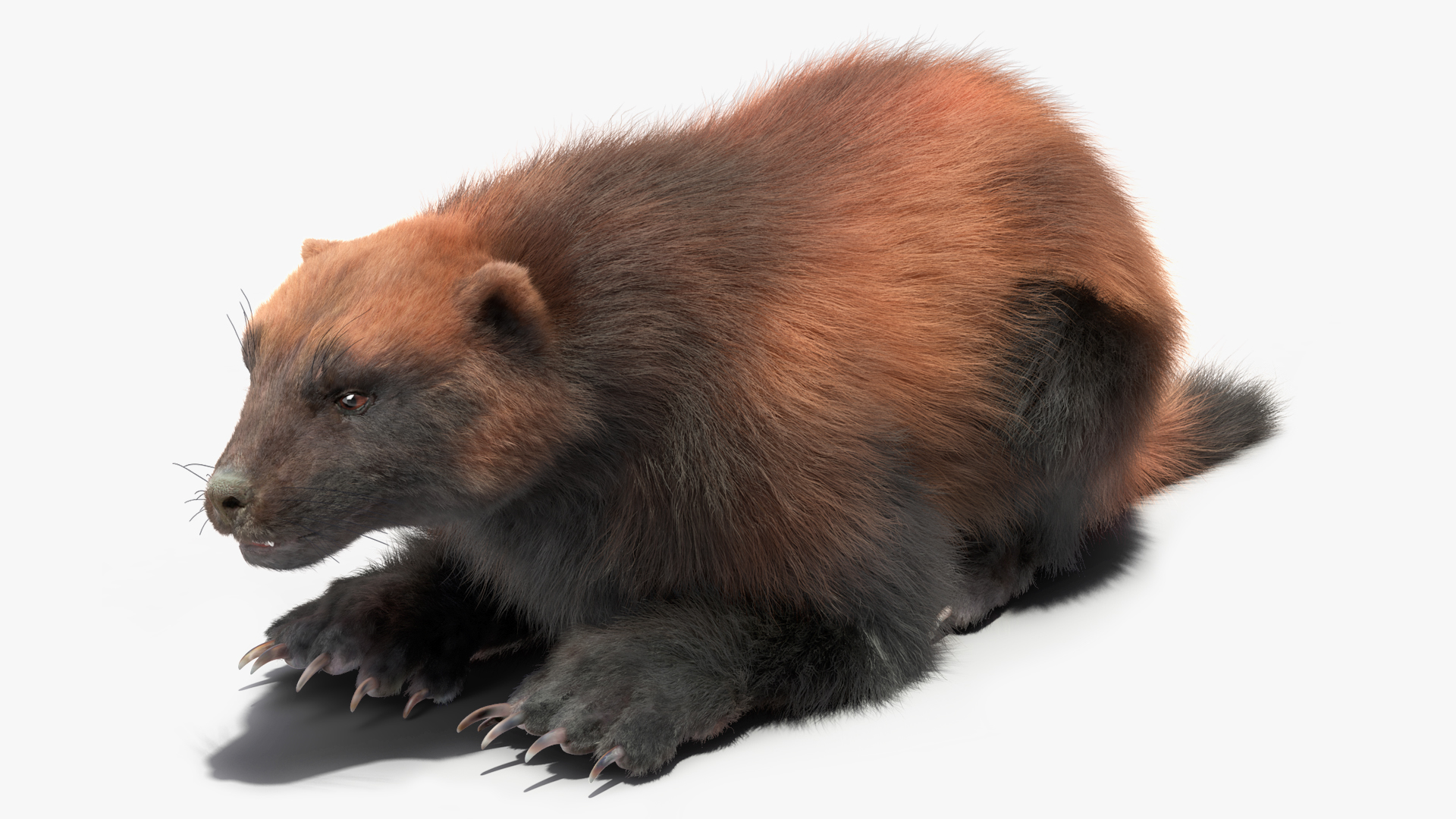 3D model Wolverine Dark Color Lying Down Pose Fur