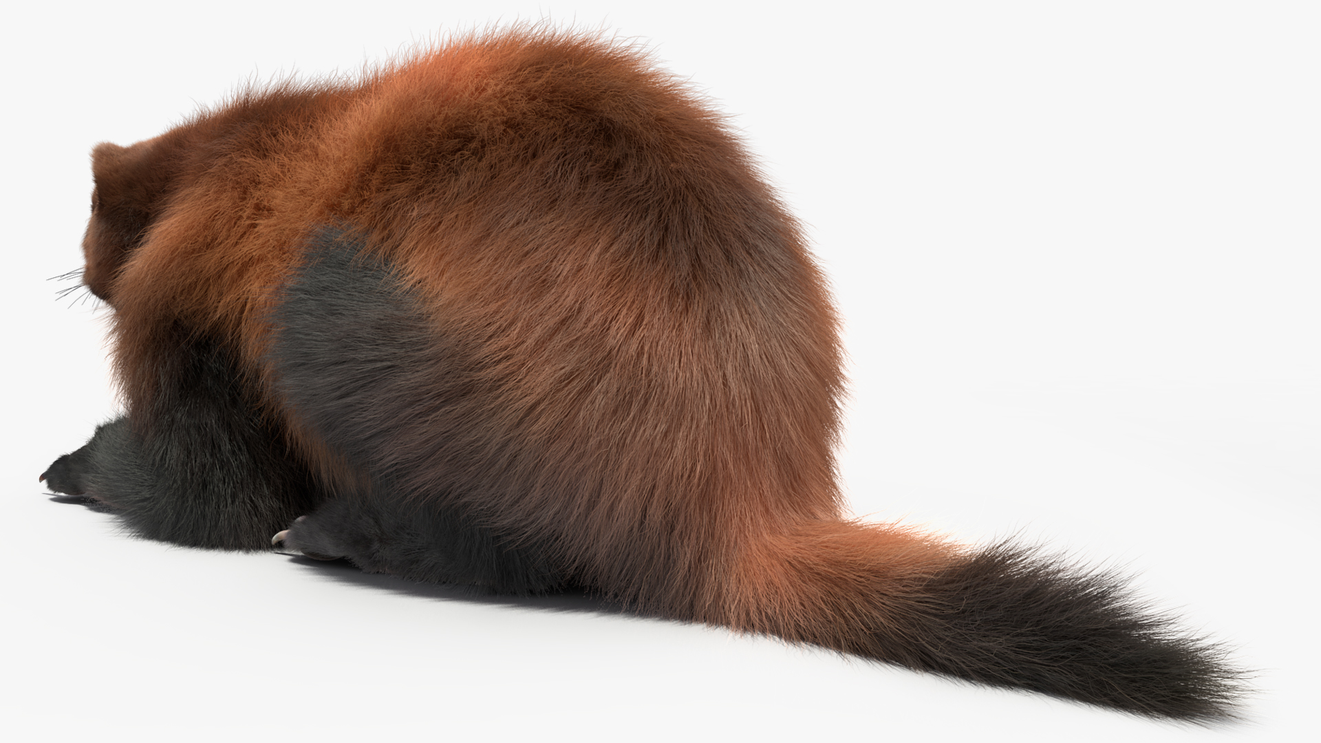 3D model Wolverine Dark Color Lying Down Pose Fur