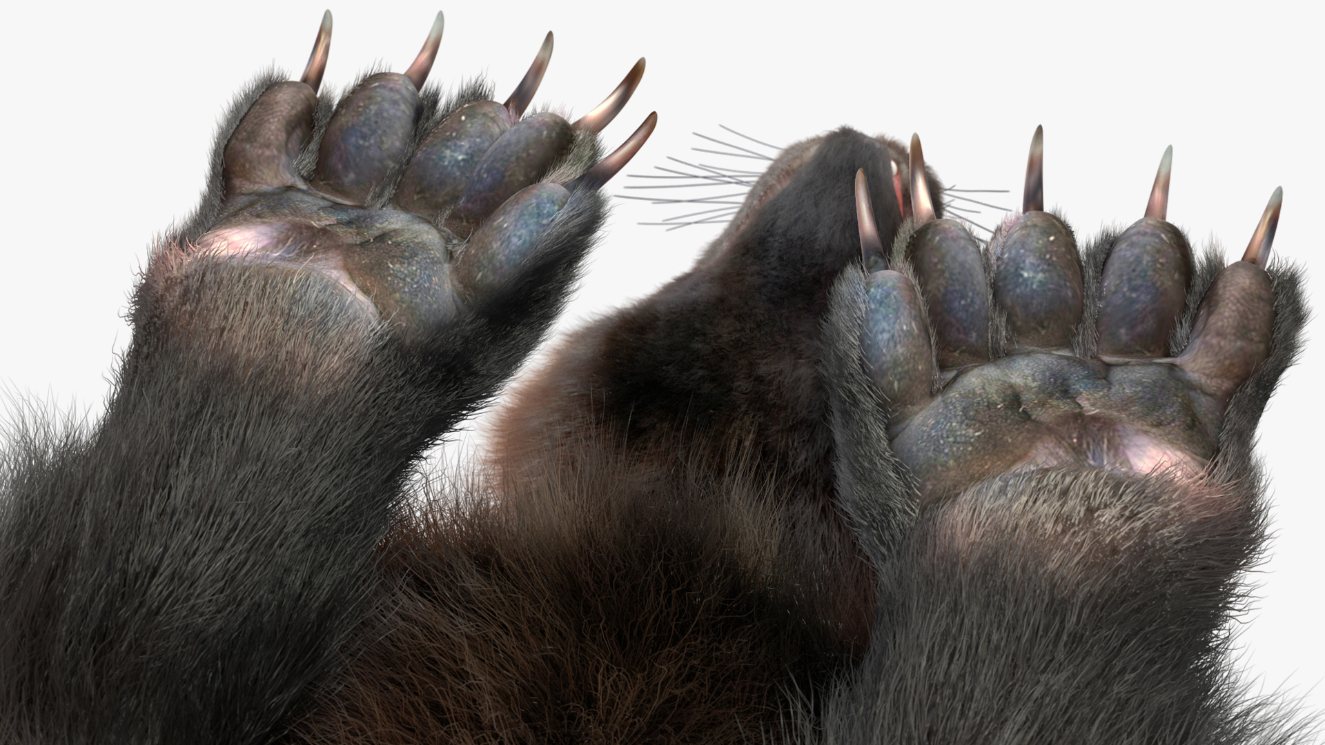 3D model Wolverine Dark Color Lying Down Pose Fur