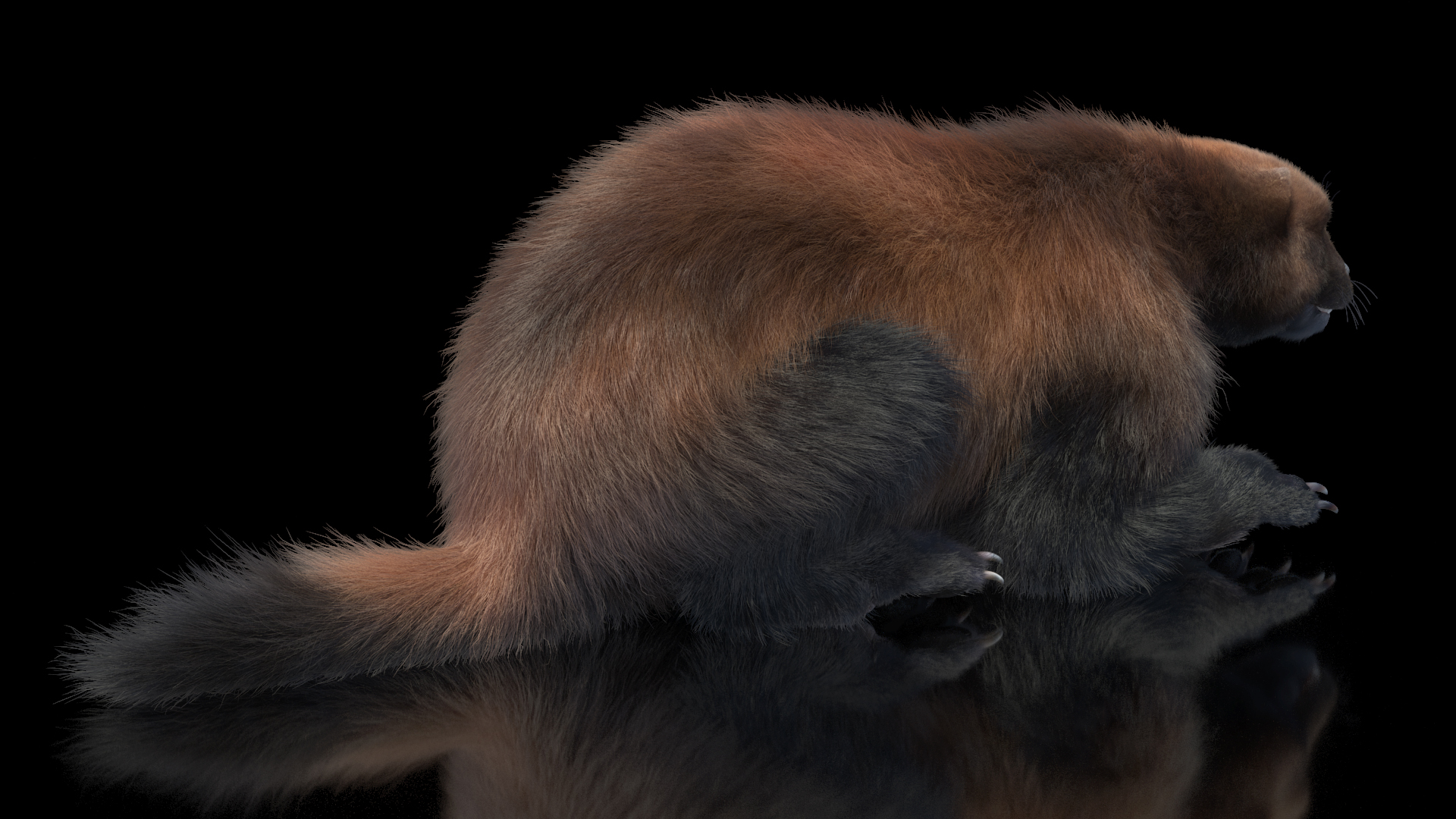 3D model Wolverine Dark Color Lying Down Pose Fur