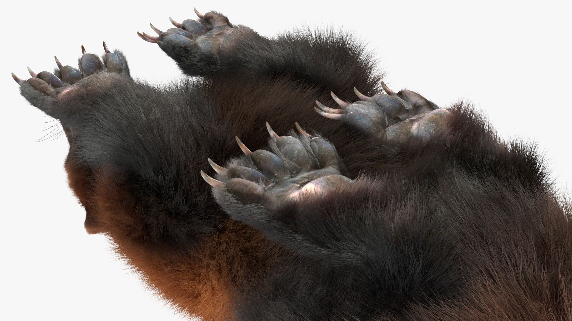 3D model Wolverine Dark Color Lying Down Pose Fur