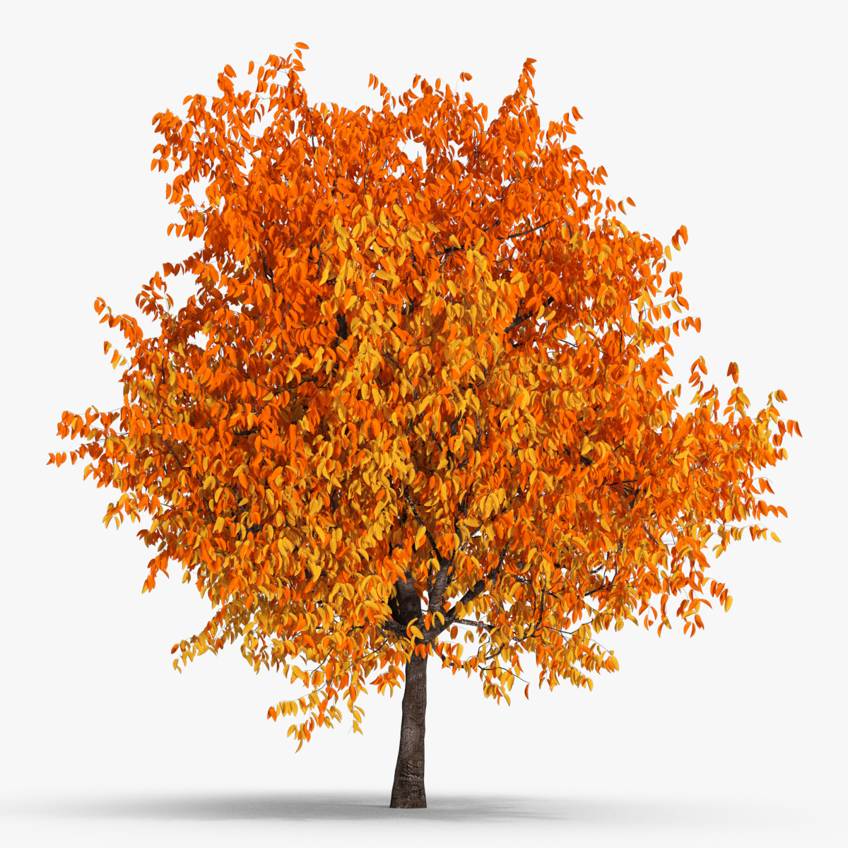 Autumn Cherry Blossom Tree 3D model preview