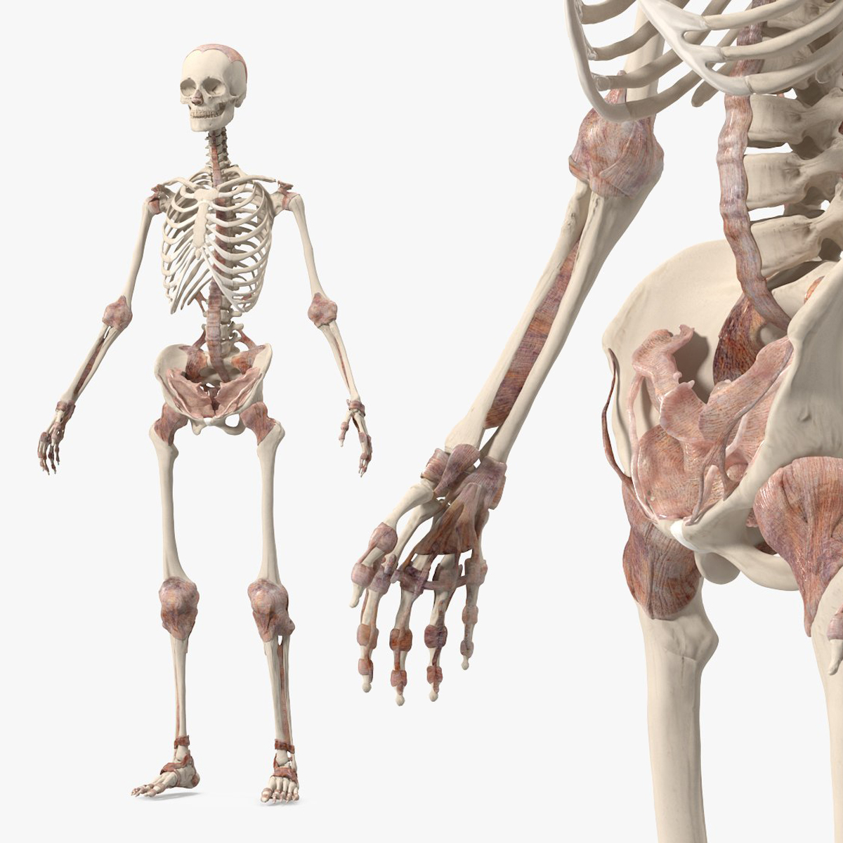 Skeleton with Soft Tissue 3D model preview
