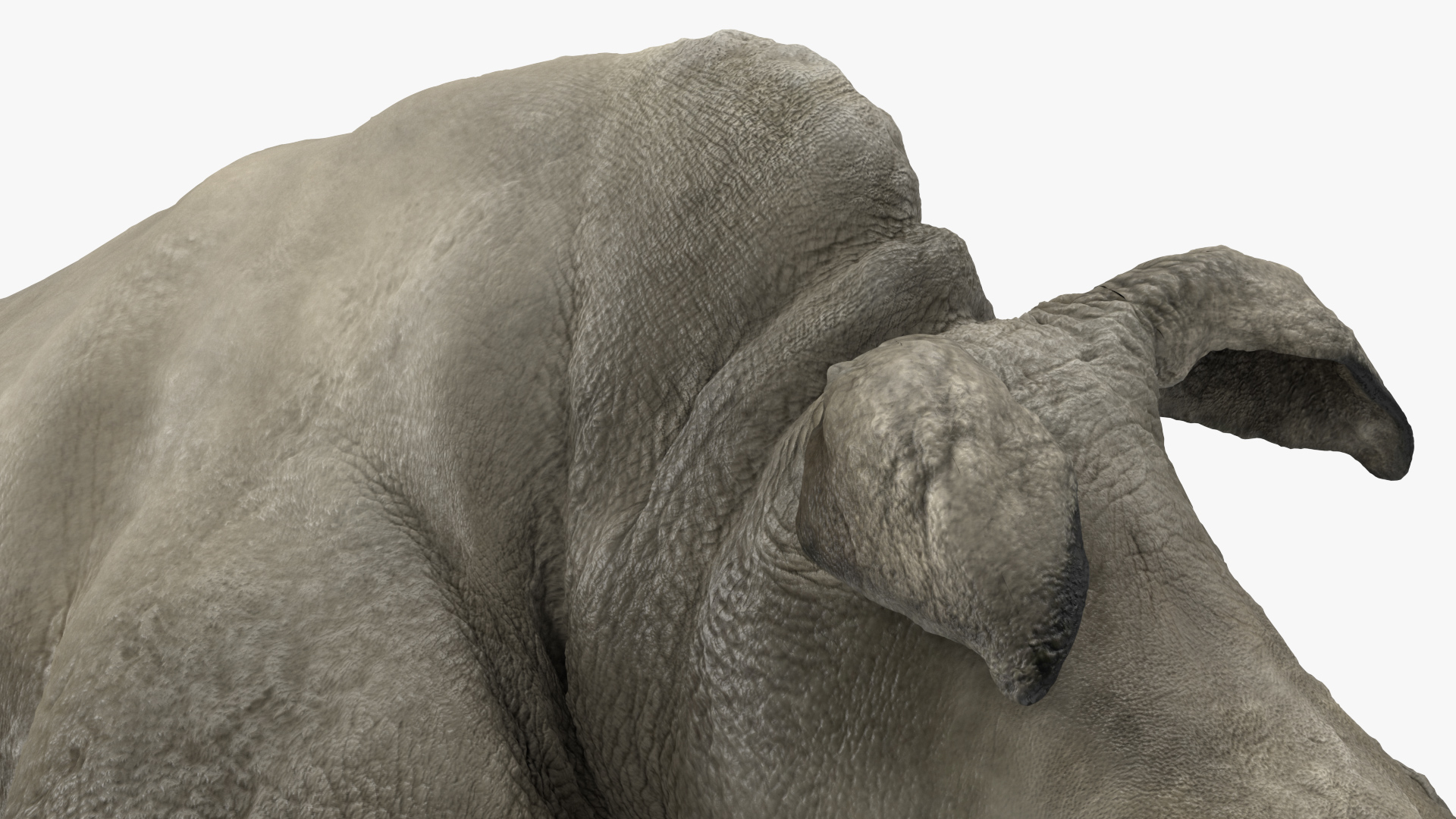 Baby Rhino Drinking Pose 3D model