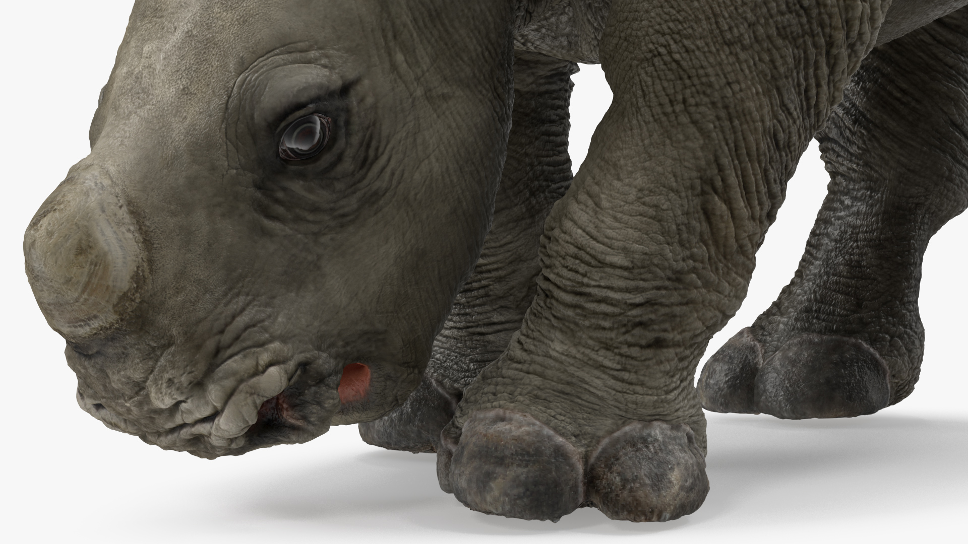 Baby Rhino Drinking Pose 3D model