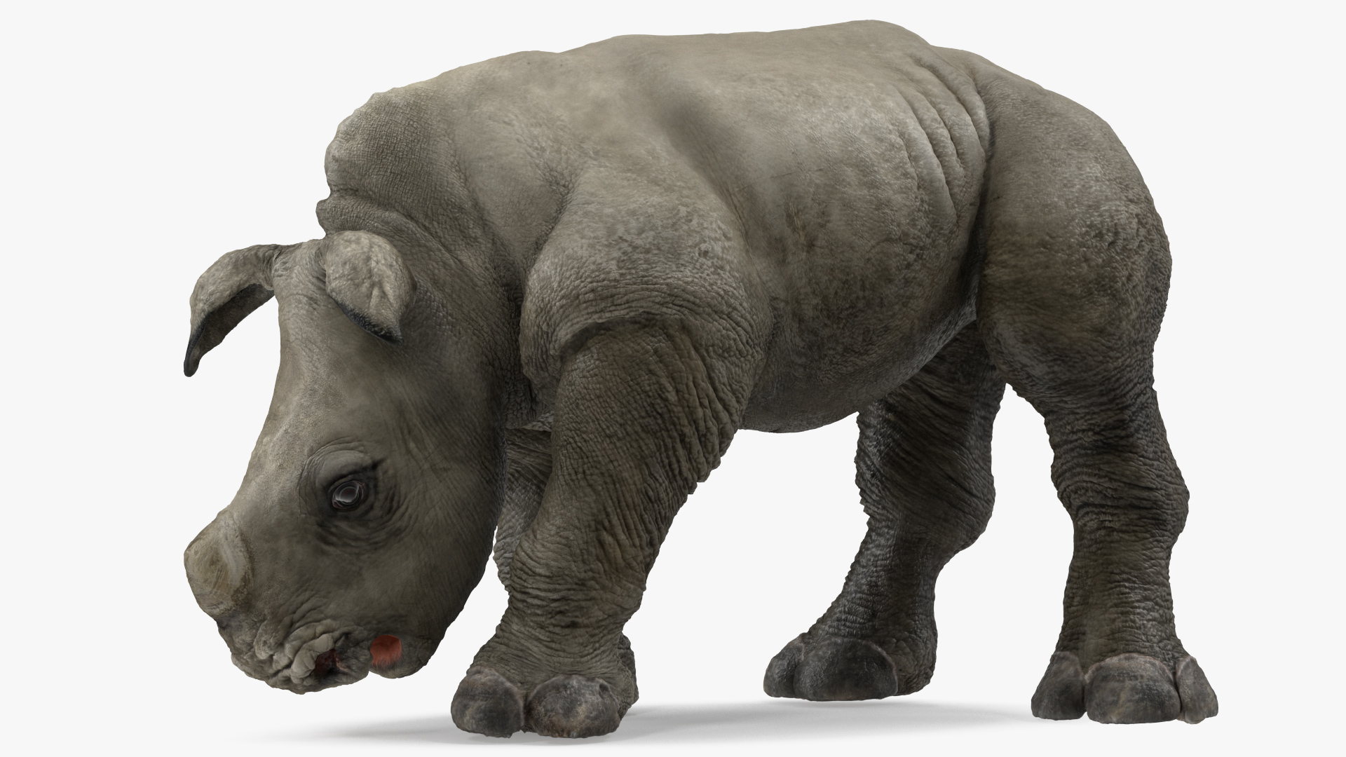Baby Rhino Drinking Pose 3D model
