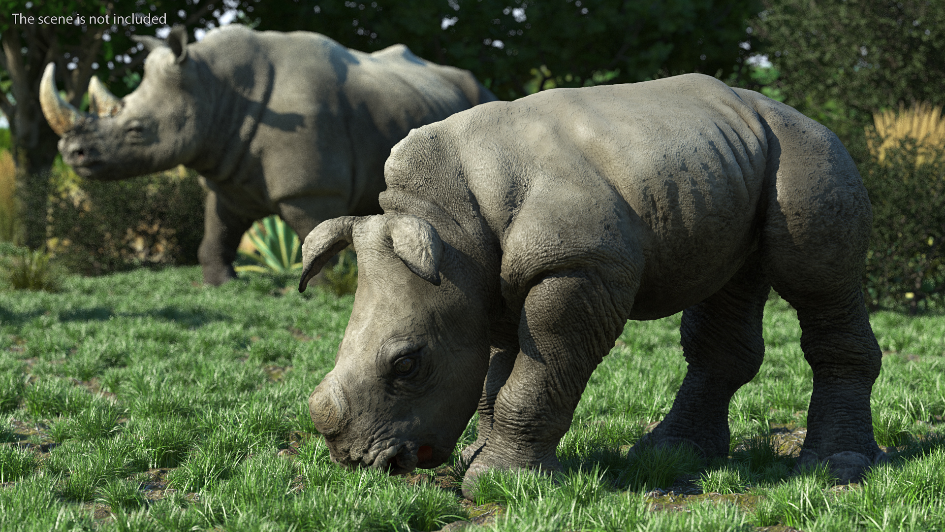 Baby Rhino Drinking Pose 3D model