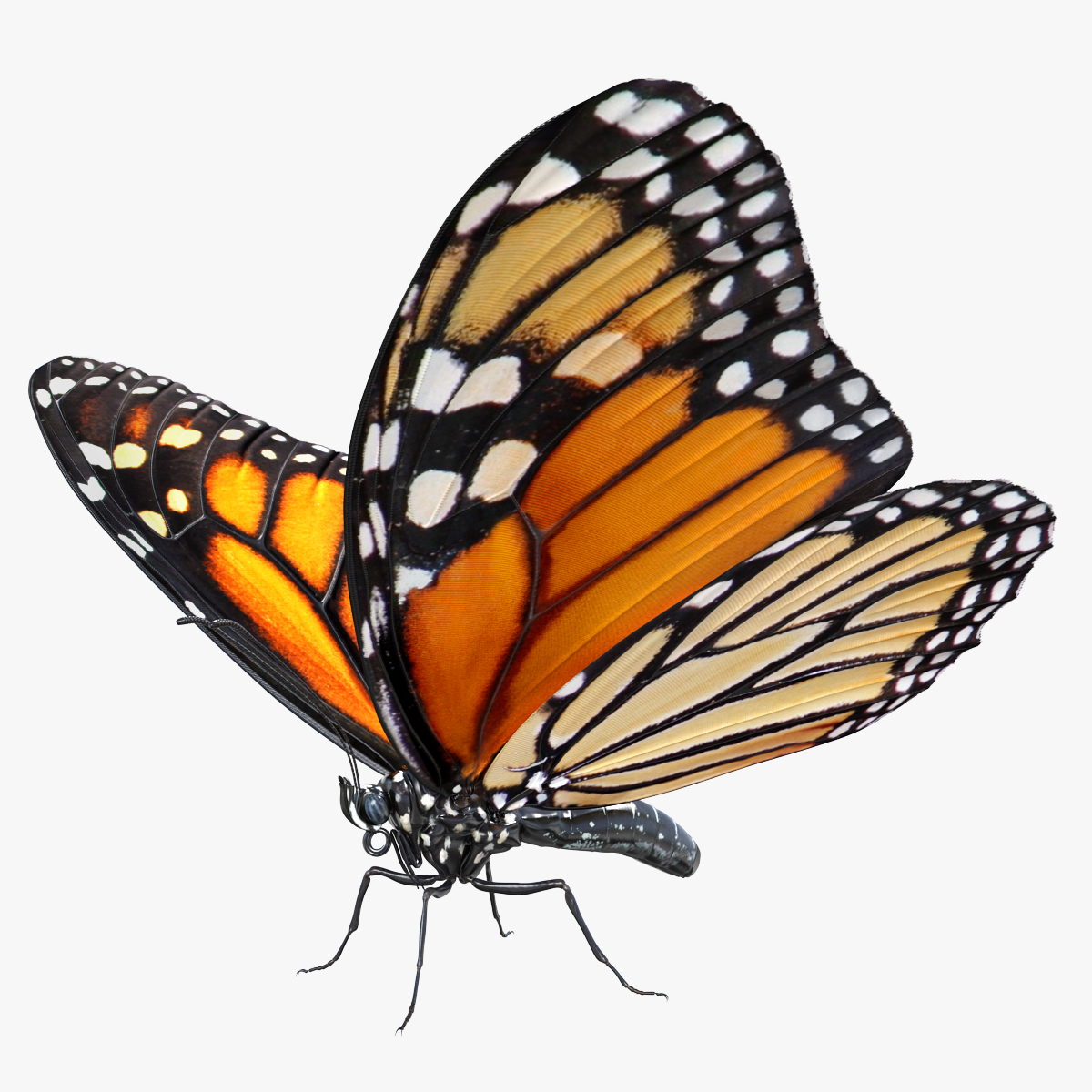 Danaus Plexippus Butterfly, view 8