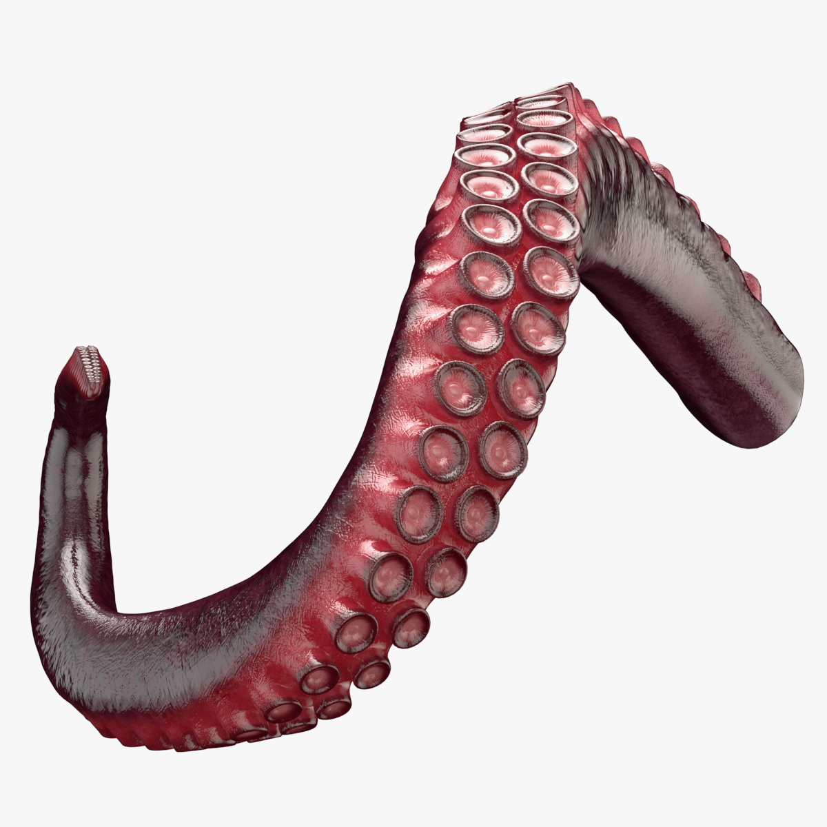 Octopus Tentacle