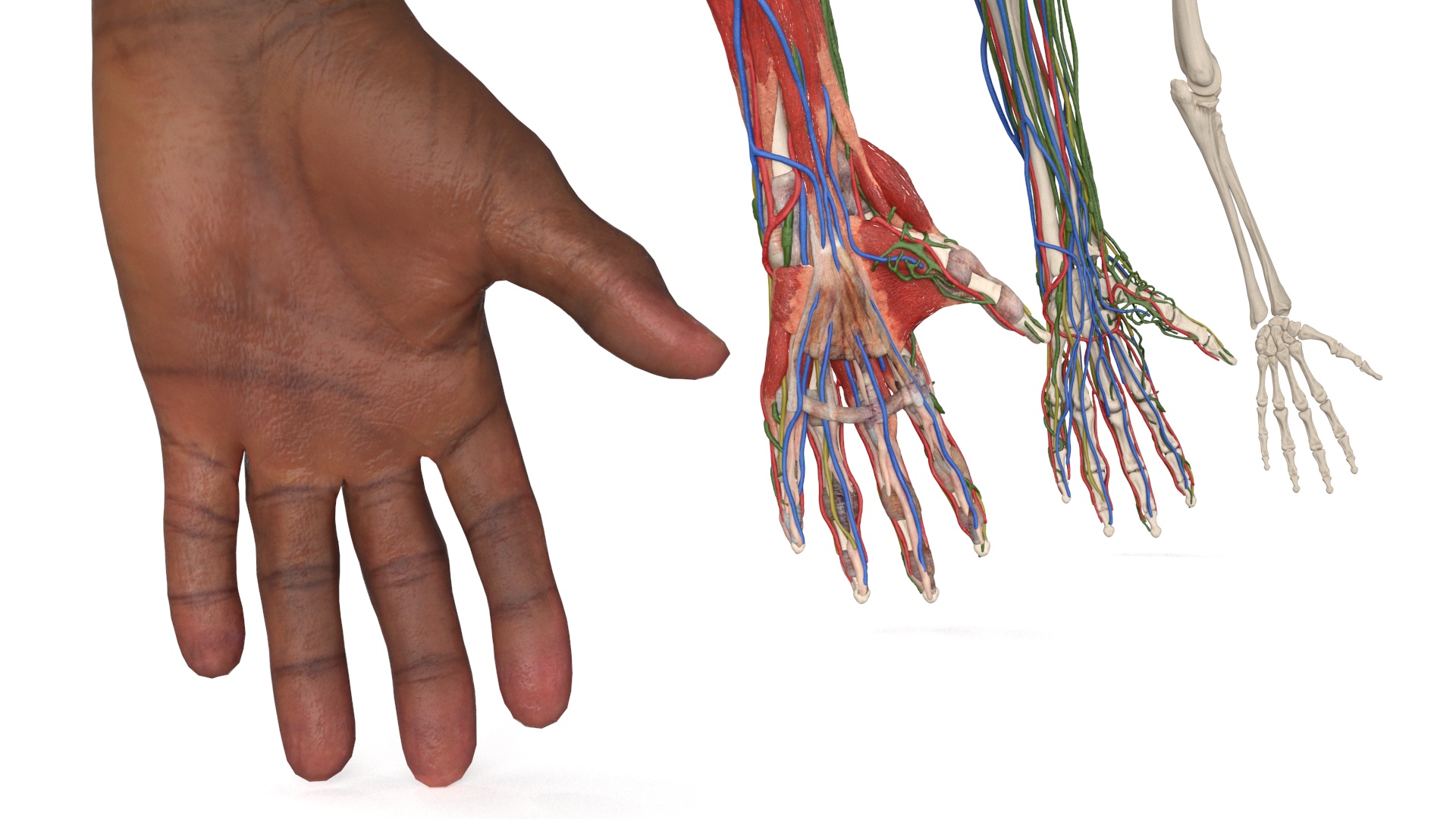 3D model Man Arm Anatomy Realistic