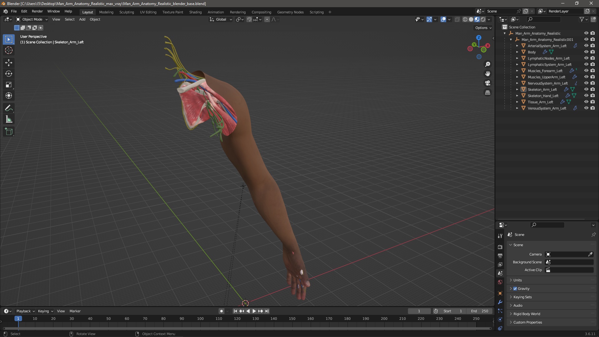 3D model Man Arm Anatomy Realistic