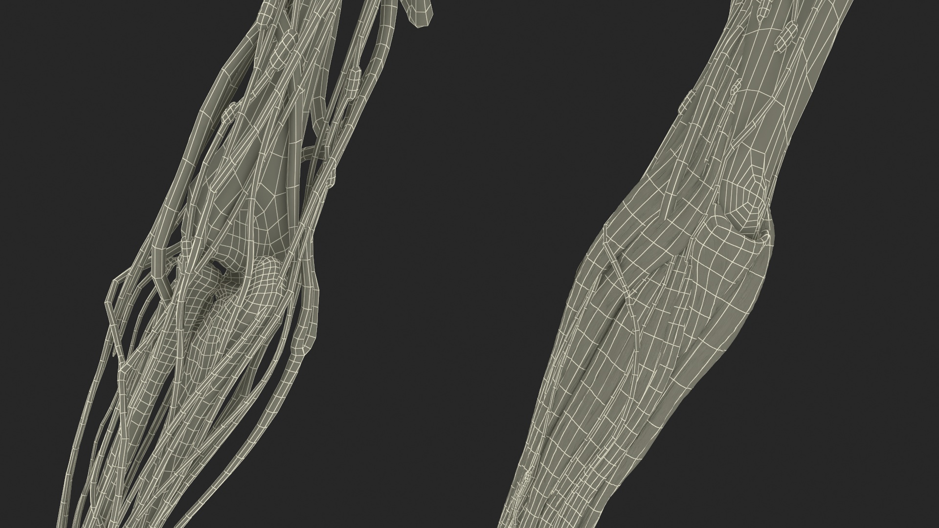 3D model Man Arm Anatomy Realistic