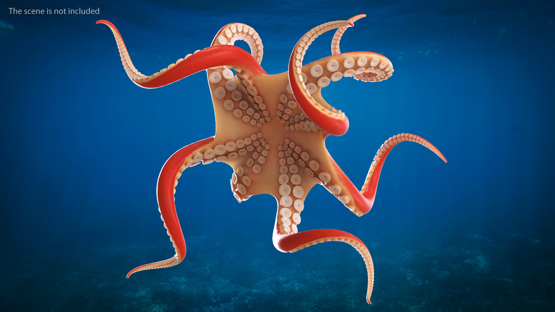 Octopus Cartoon Character Rigged 3D