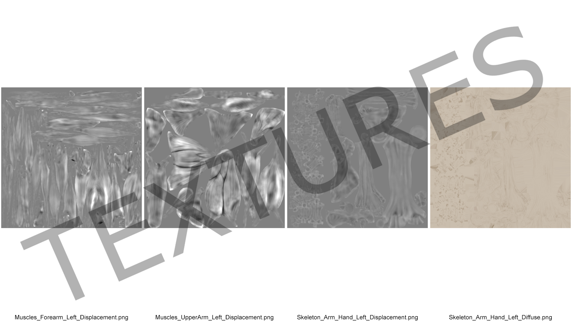 Female Left Arm Anatomy Skinless 3D