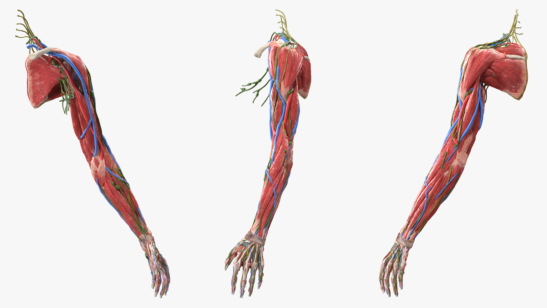 Female Left Arm Anatomy Skinless 3D
