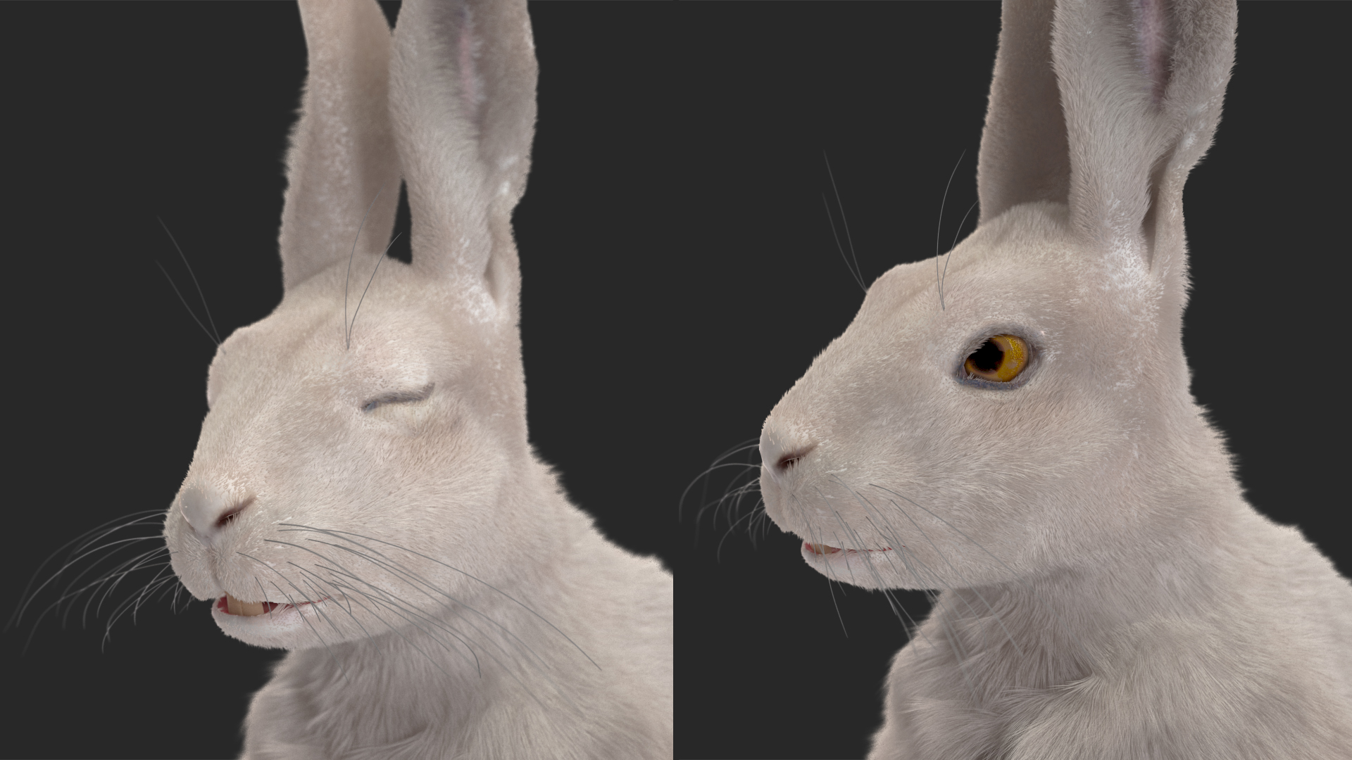 3D White Hare with Fur Animated model