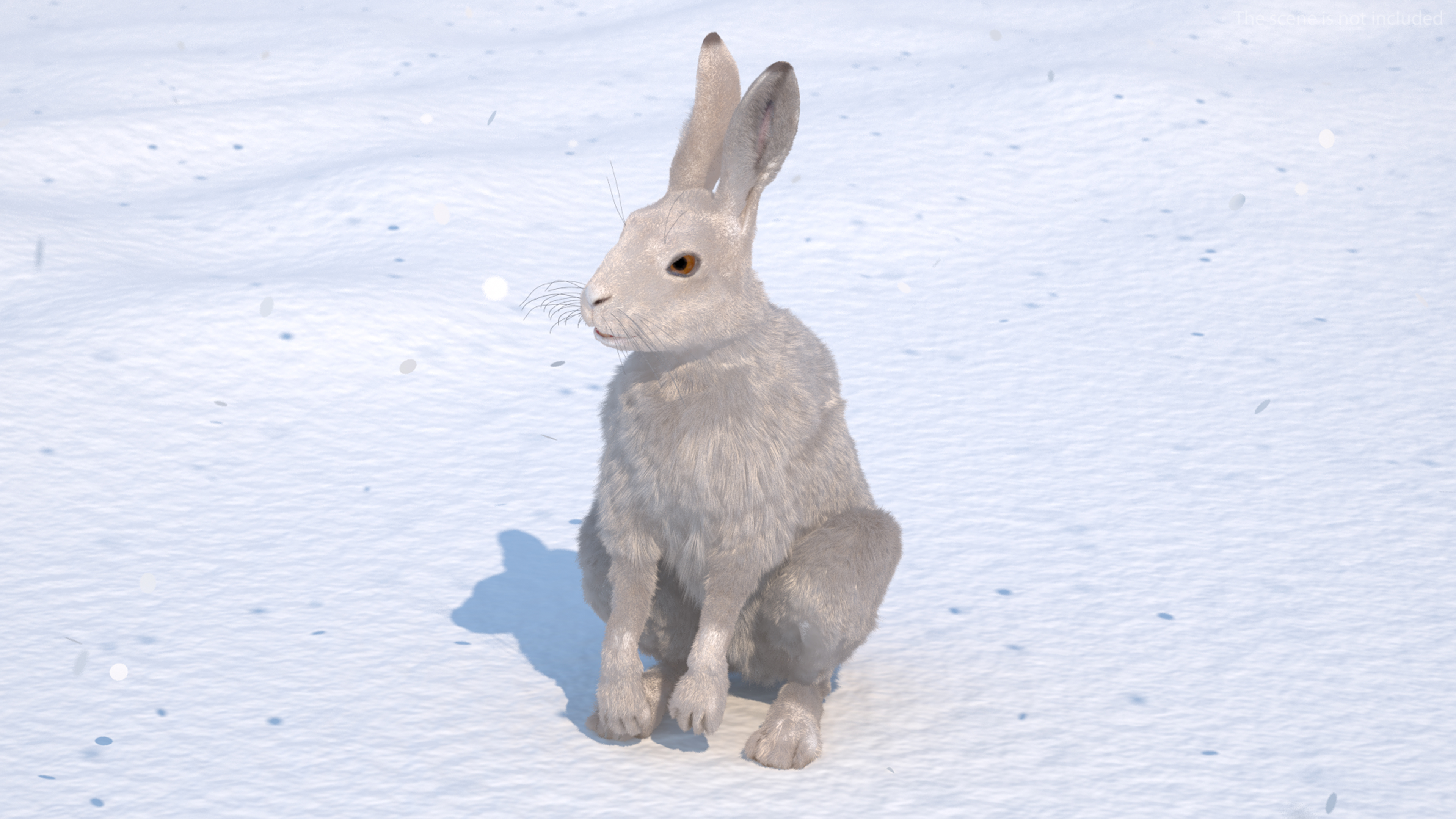 3D White Hare with Fur Animated model
