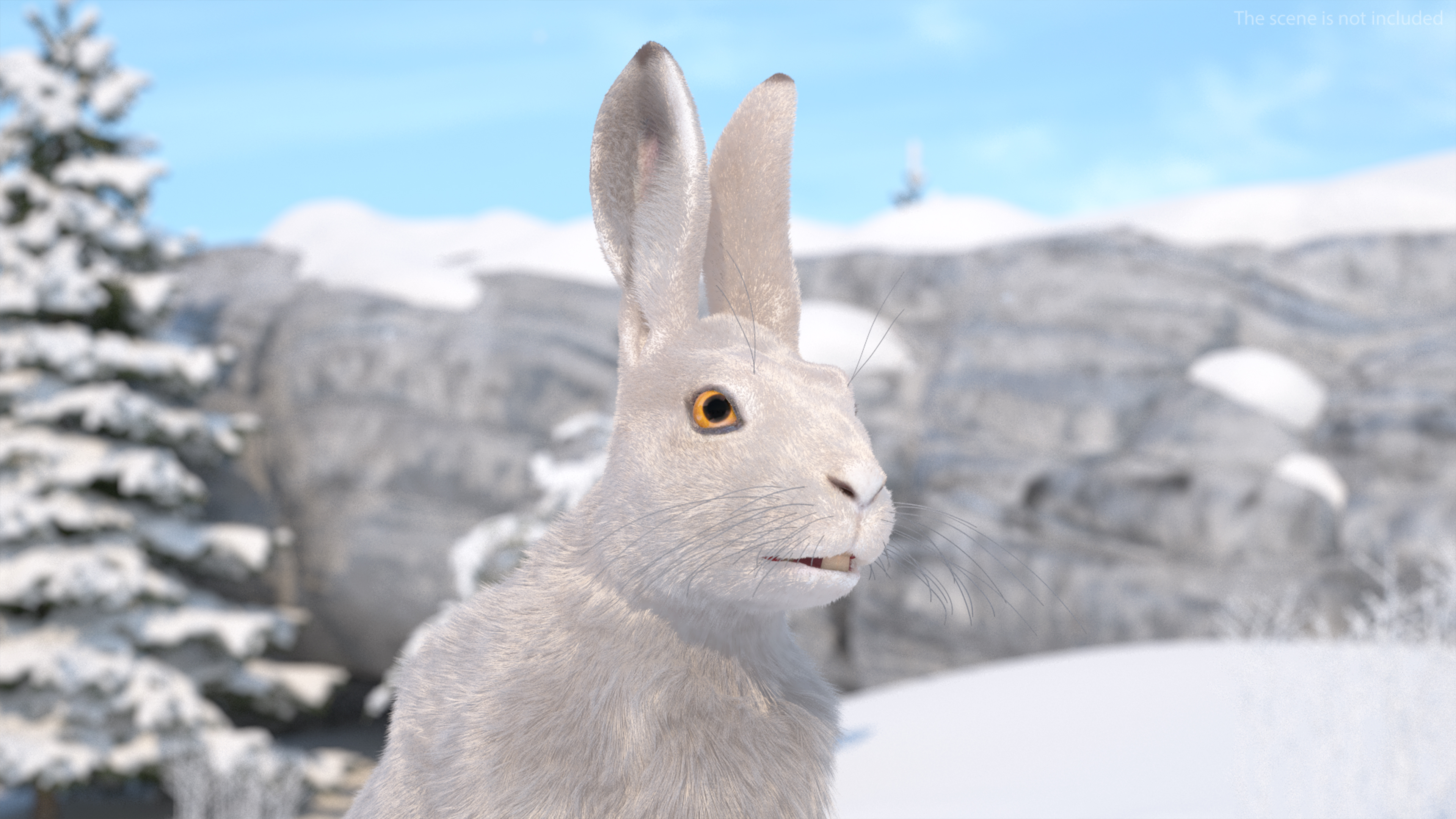3D White Hare with Fur Animated model