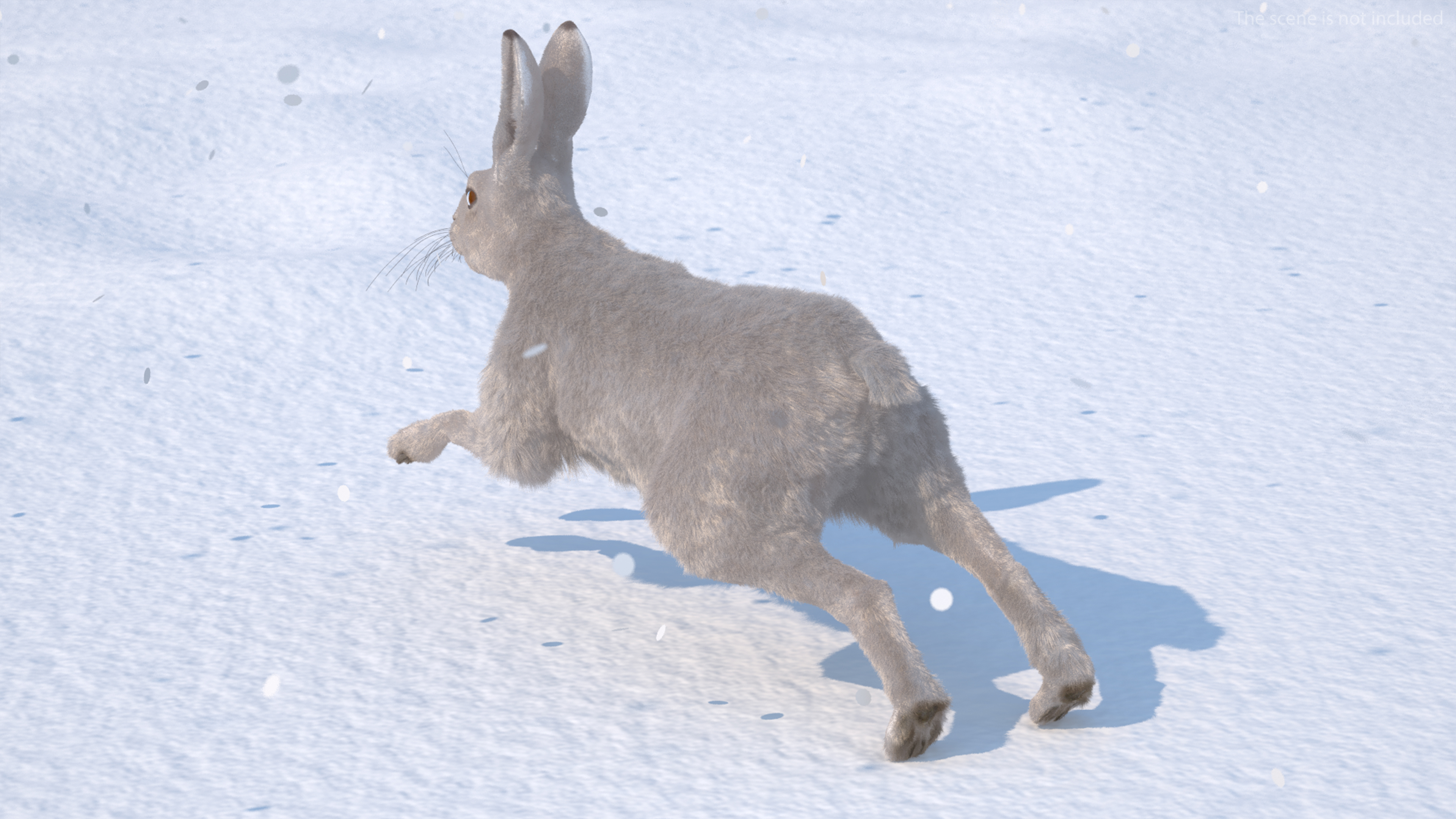3D White Hare with Fur Animated model
