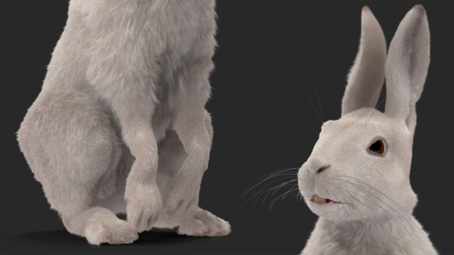 3D White Hare with Fur Animated model