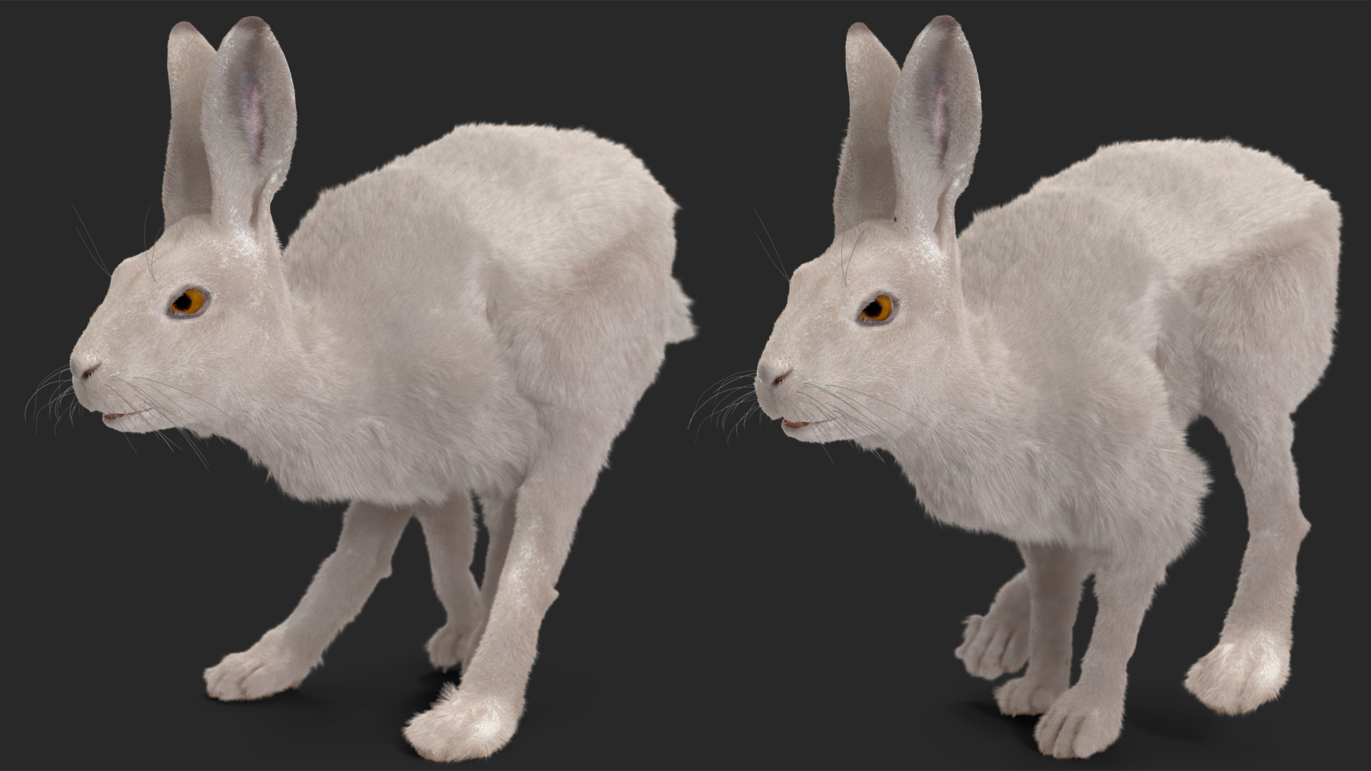 3D White Hare with Fur Animated model