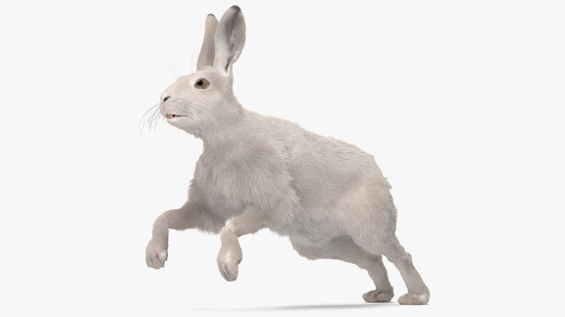 3D White Hare with Fur Animated model