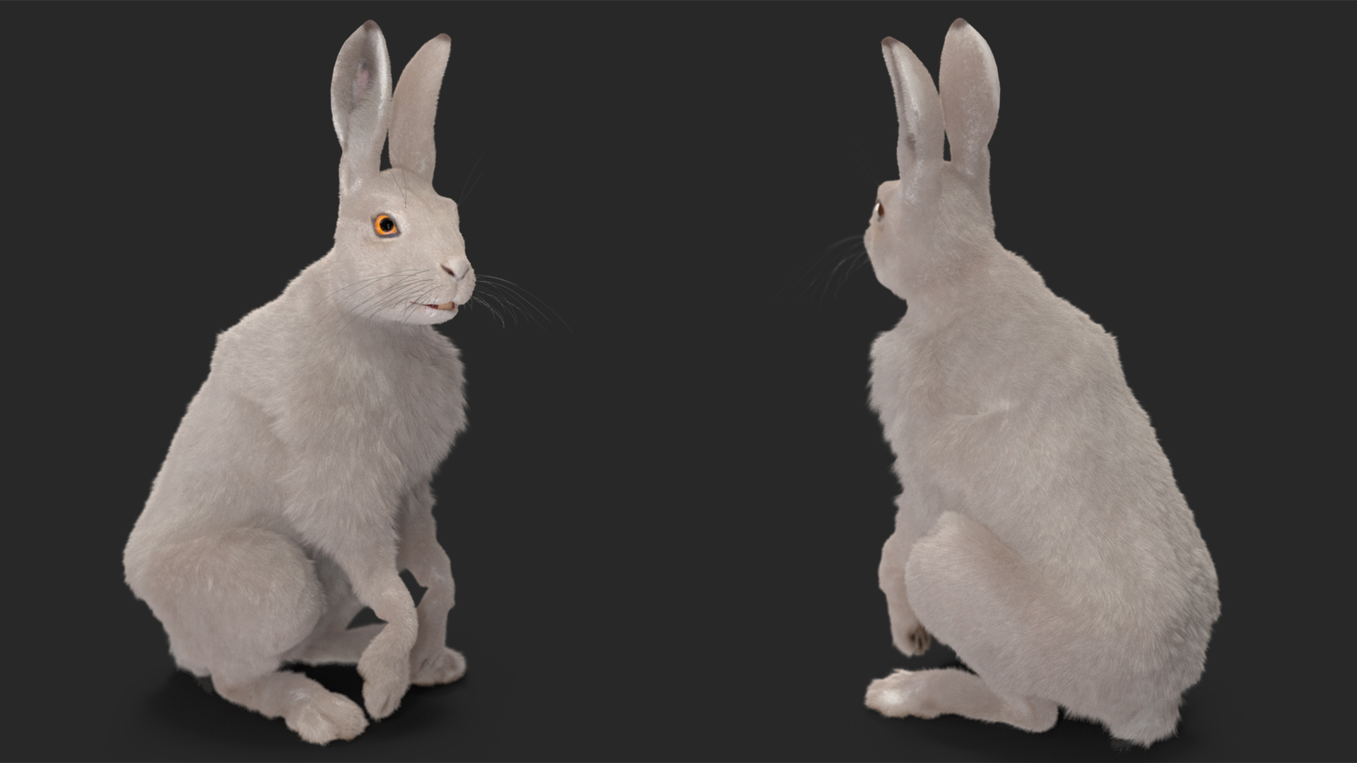 3D White Hare with Fur Animated model