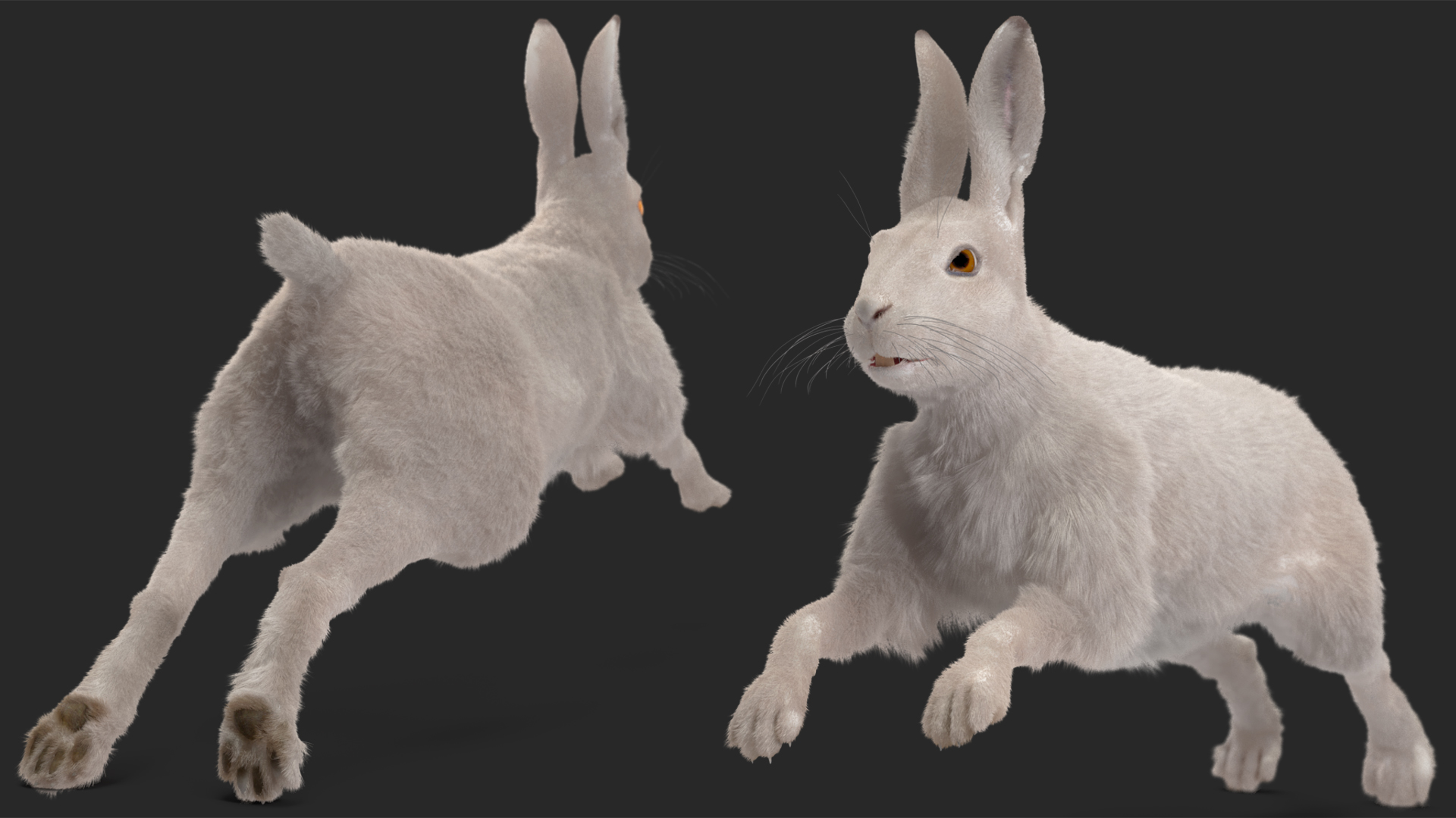 3D White Hare with Fur Animated model