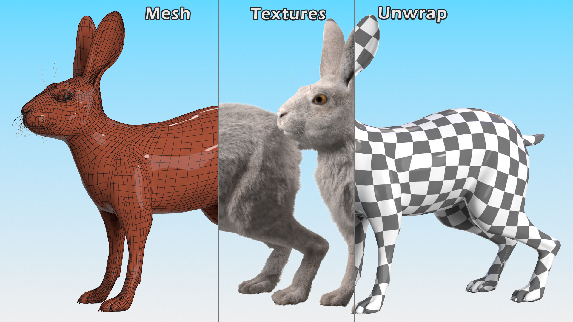 3D White Hare with Fur Animated model