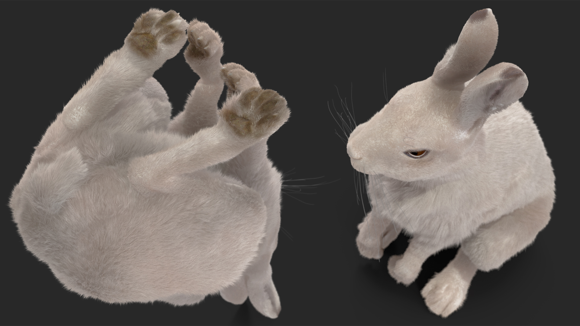 3D White Hare with Fur Animated model