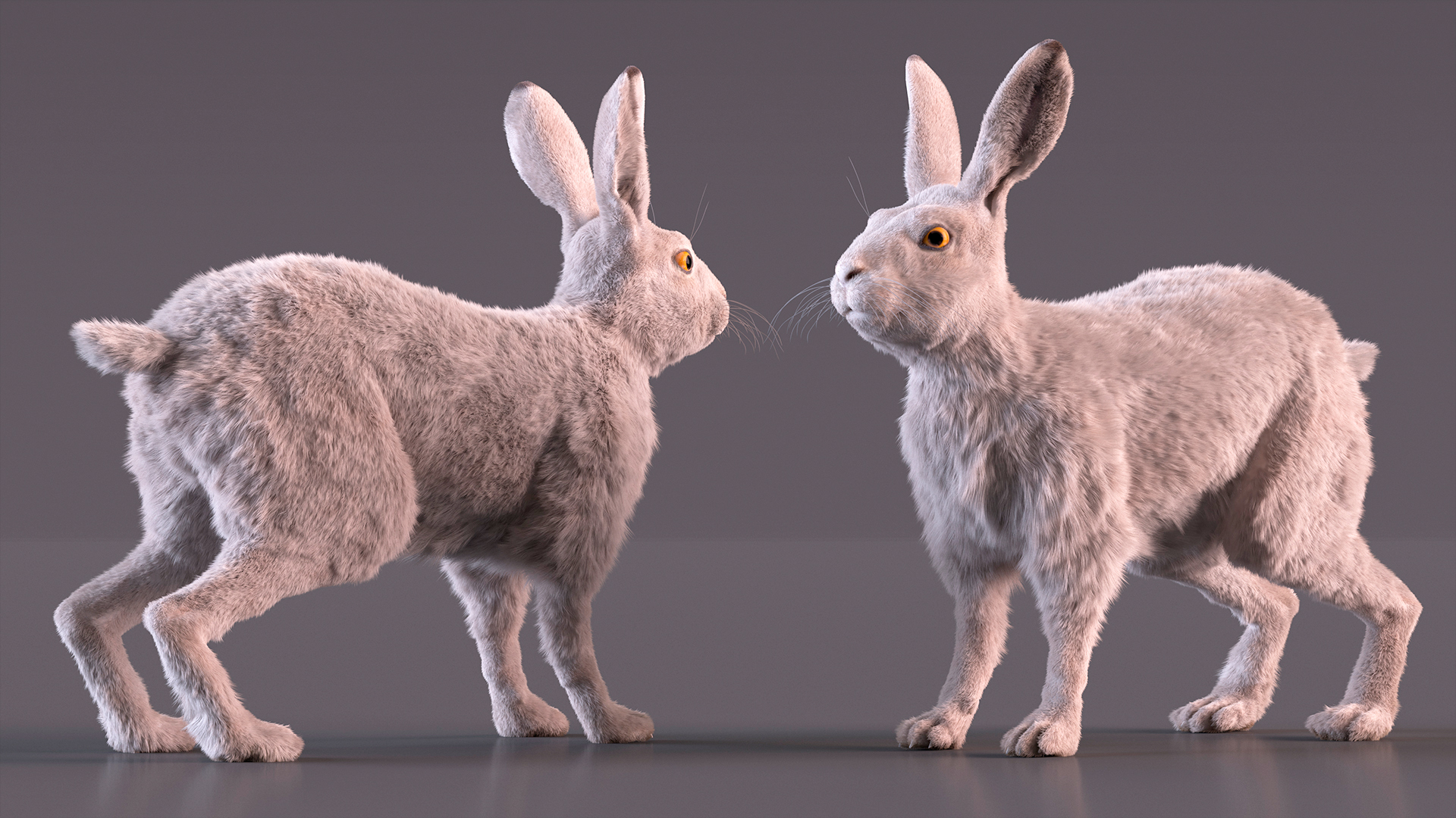 3D White Hare with Fur Animated model