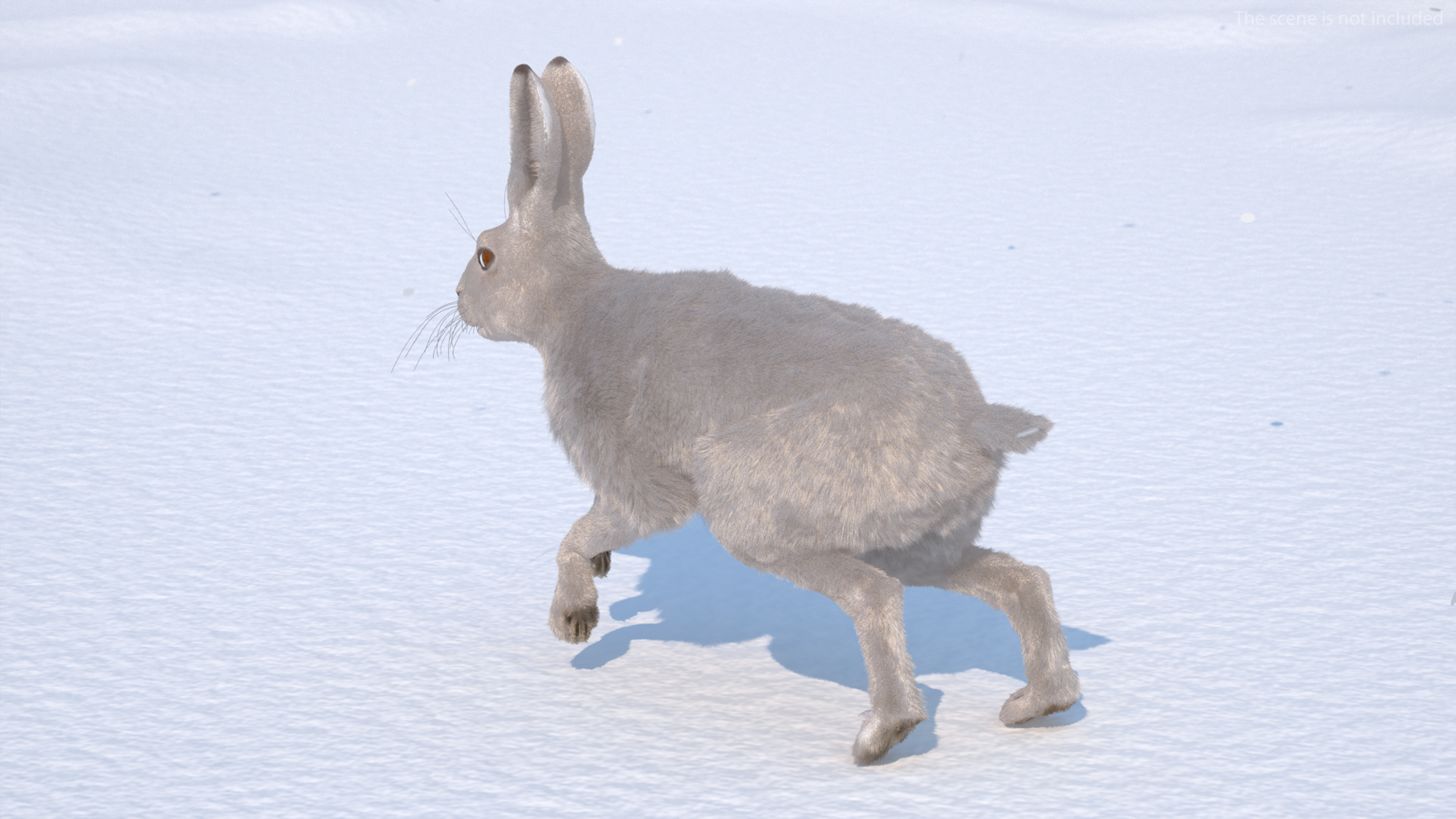 3D White Hare with Fur Animated model