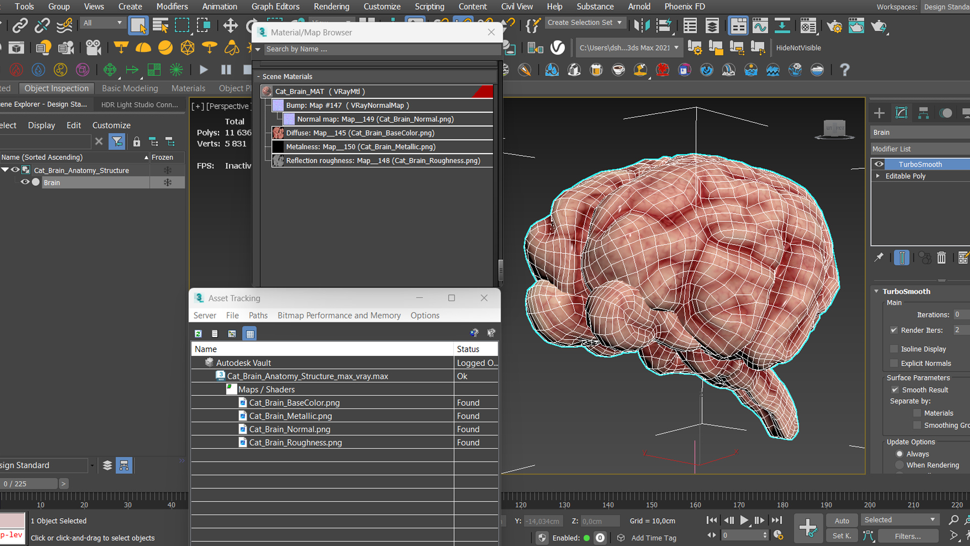 Cat Brain Anatomy Structure, view 12