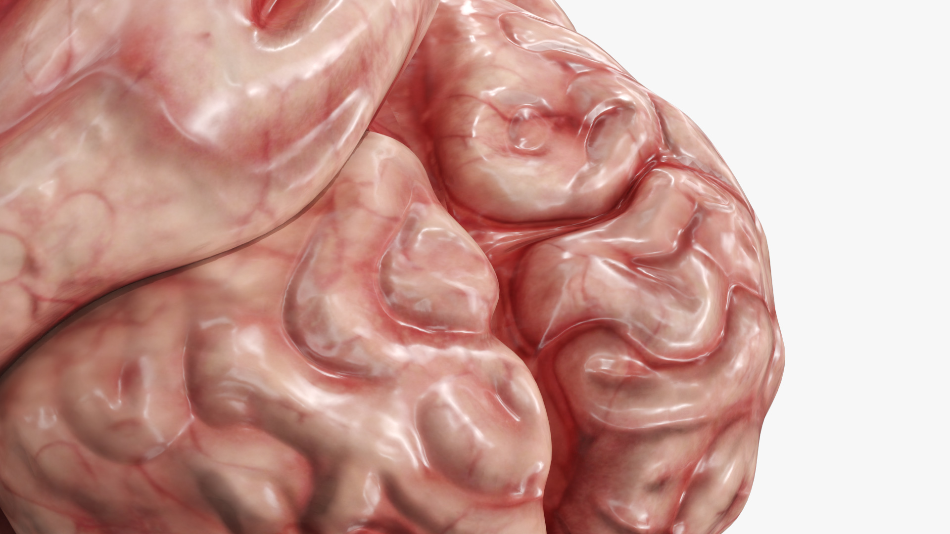 Cat Brain Anatomy Structure, view 5