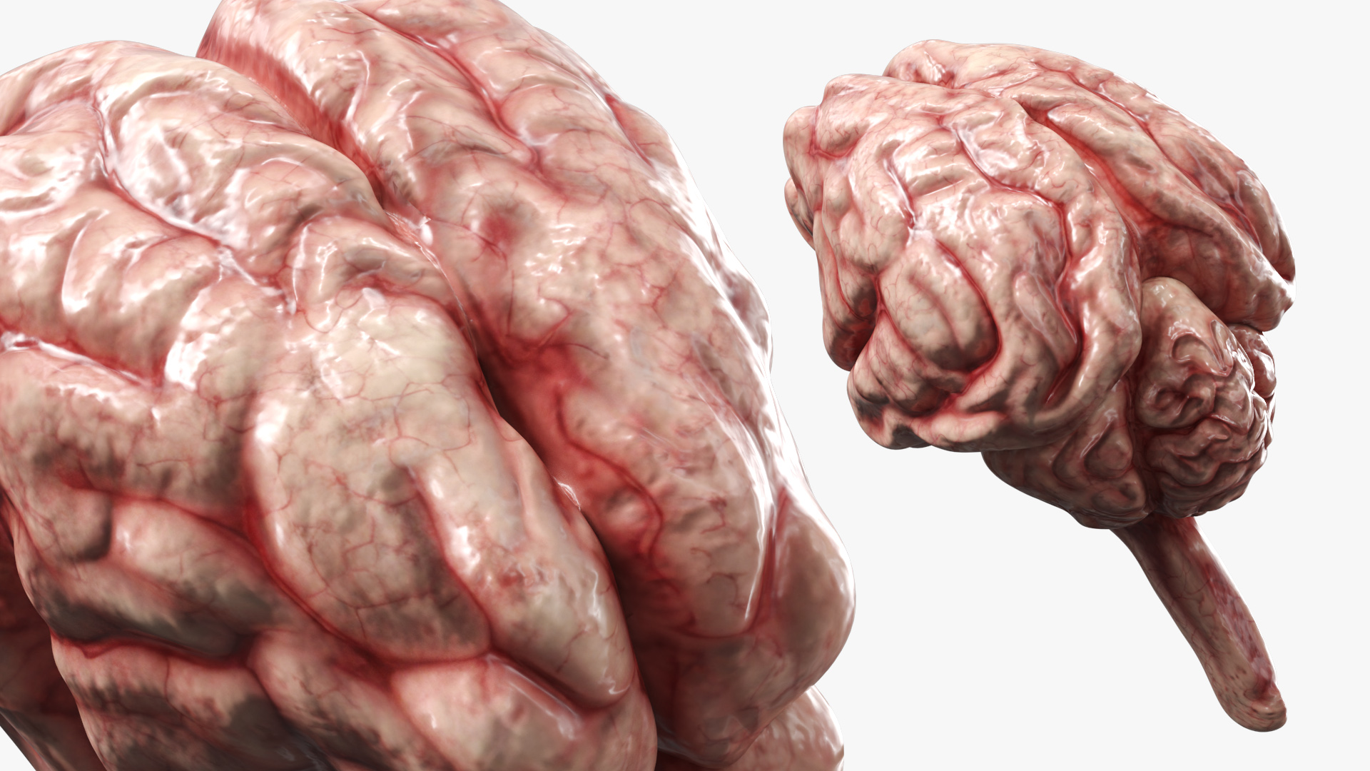Cat Brain Anatomy Structure, view 3