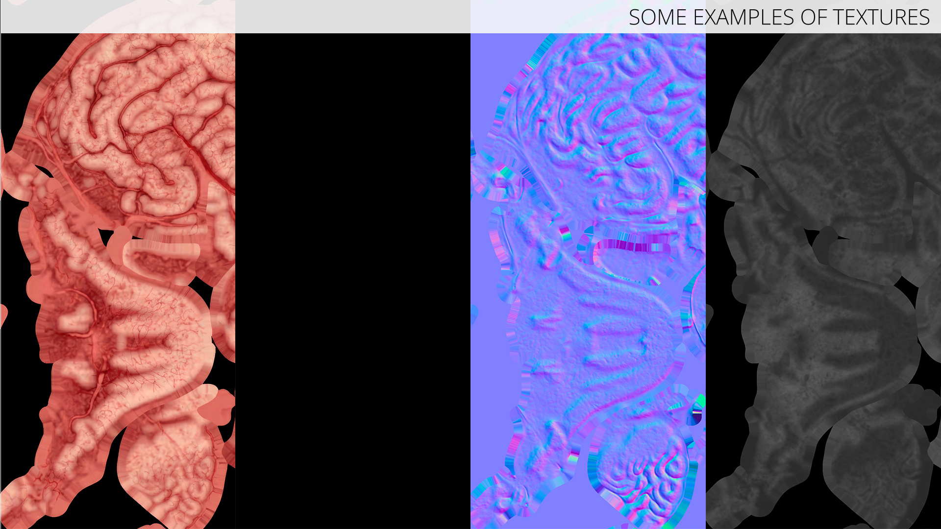 Cat Brain Anatomy Structure, view 11