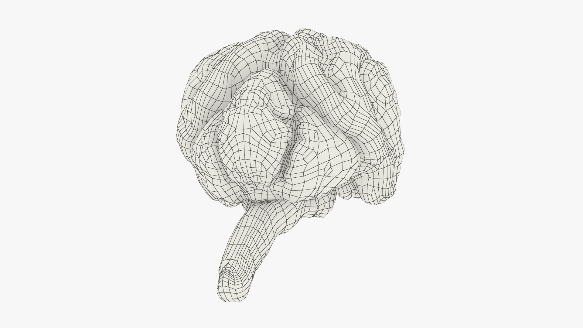 Cat Brain Anatomy Structure, view 9