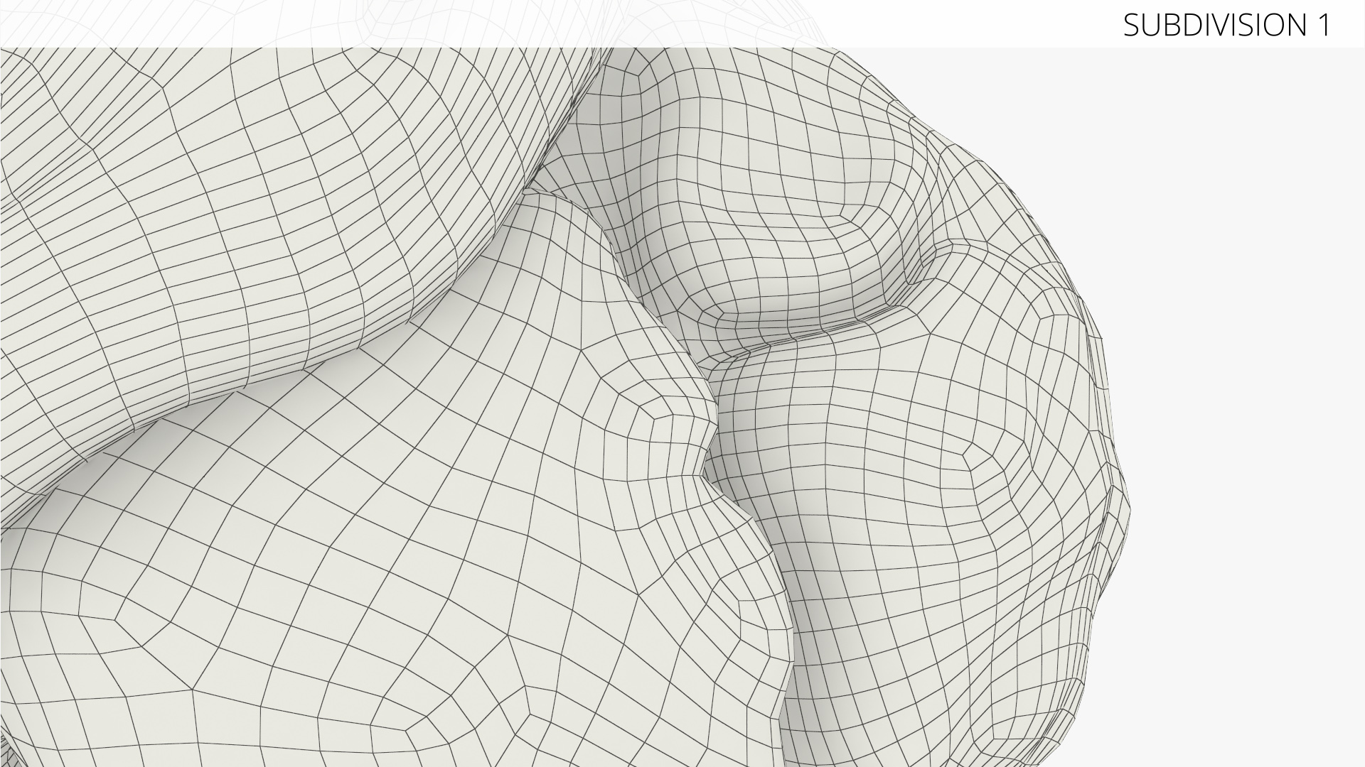 Cat Brain Anatomy Structure, view 8