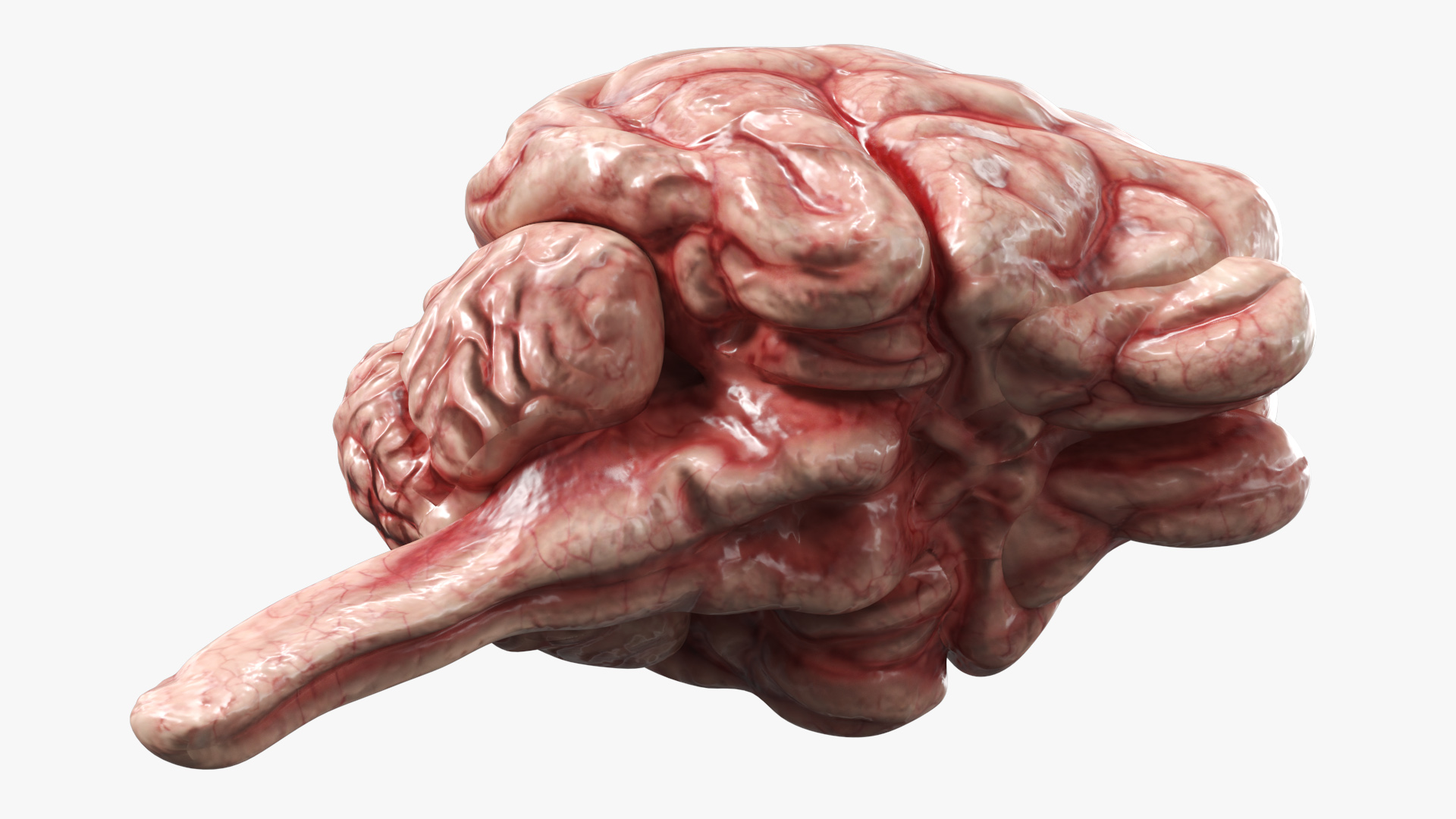 Cat Brain Anatomy Structure, view 4