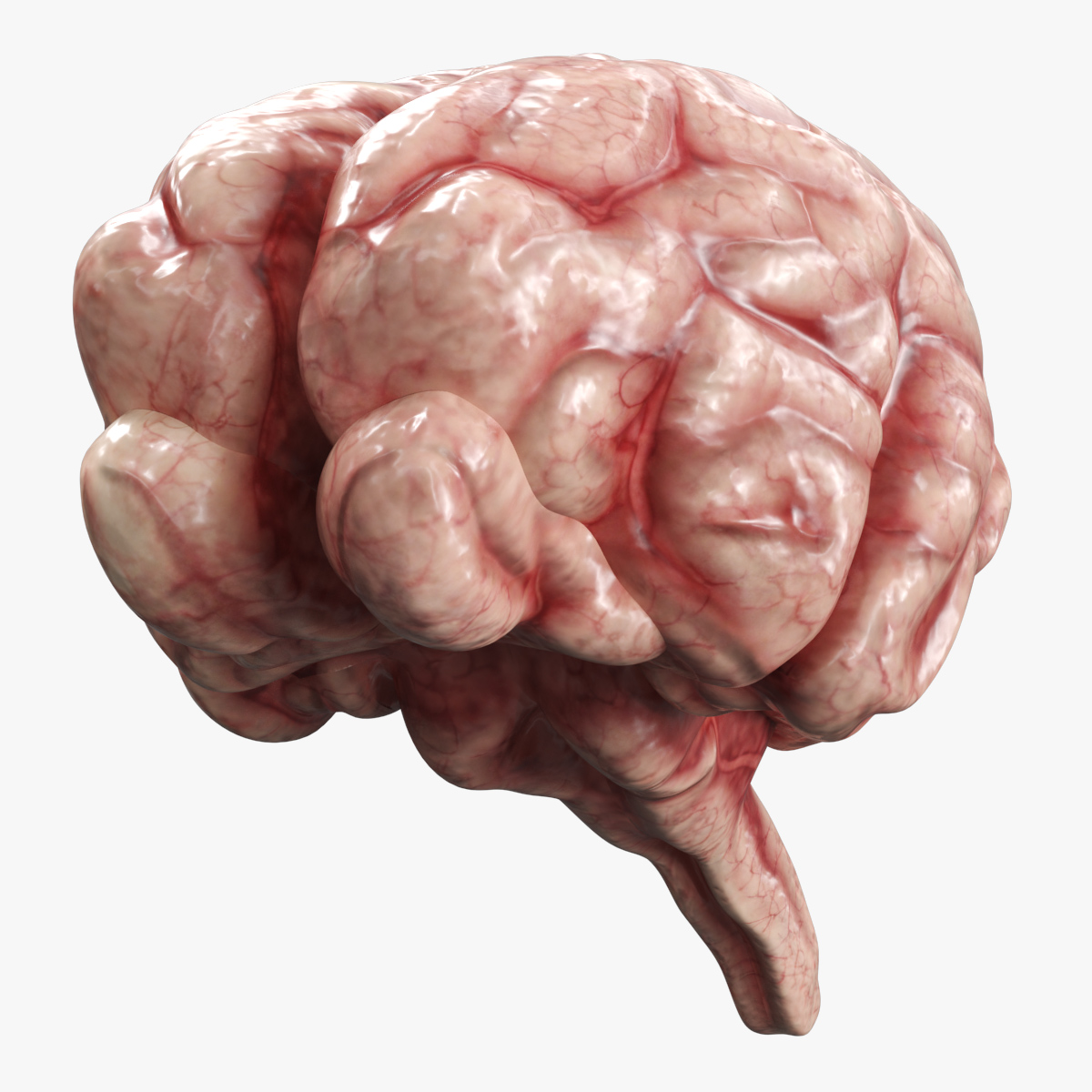 Cat Brain Anatomy Structure