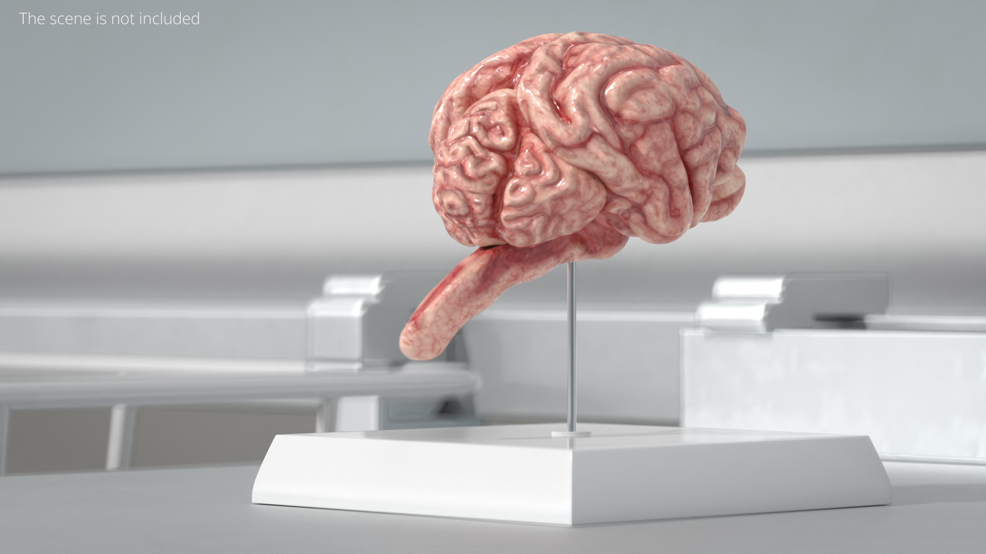 Cat Brain Anatomy Structure, view 2