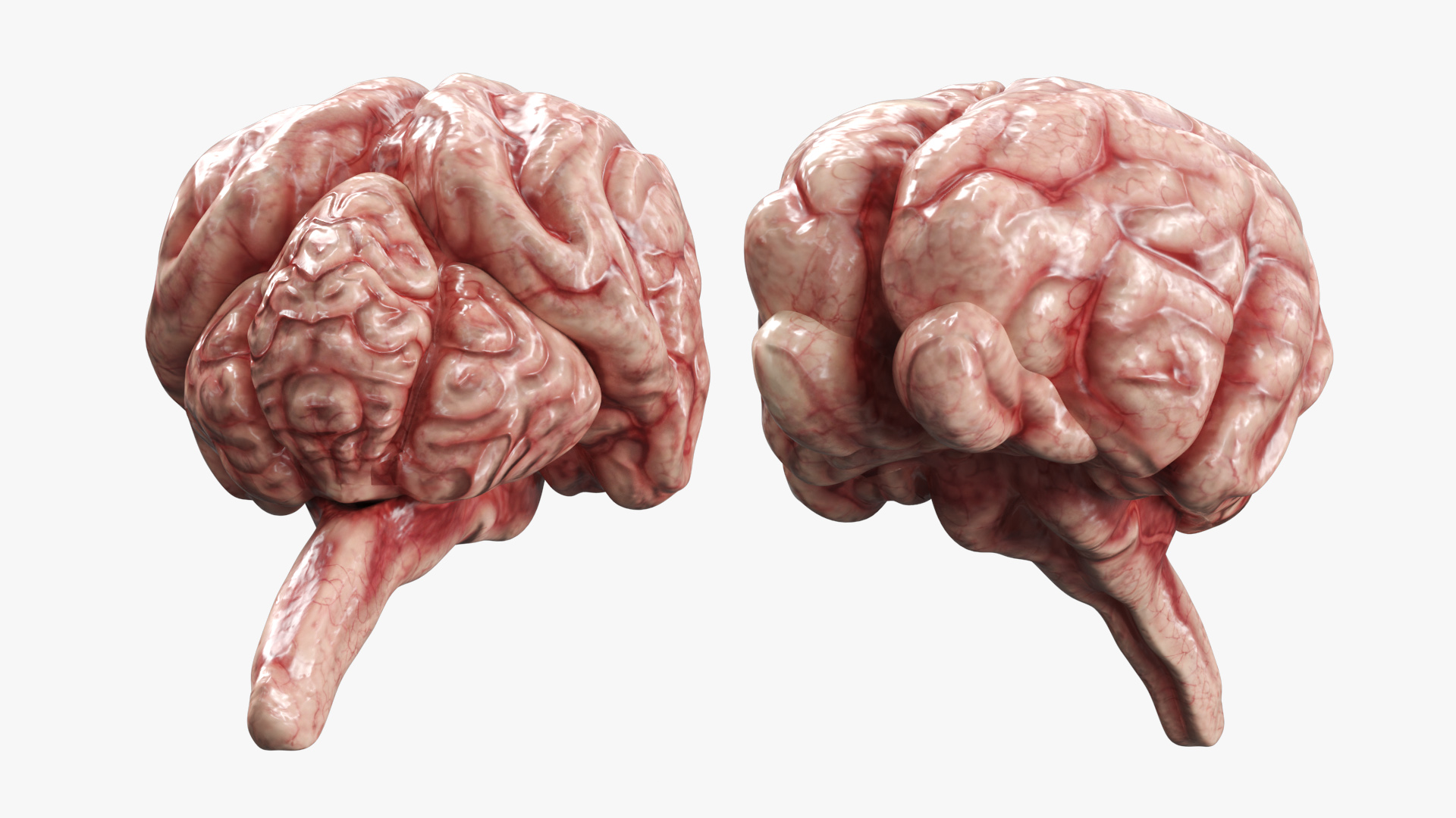Cat Brain Anatomy Structure