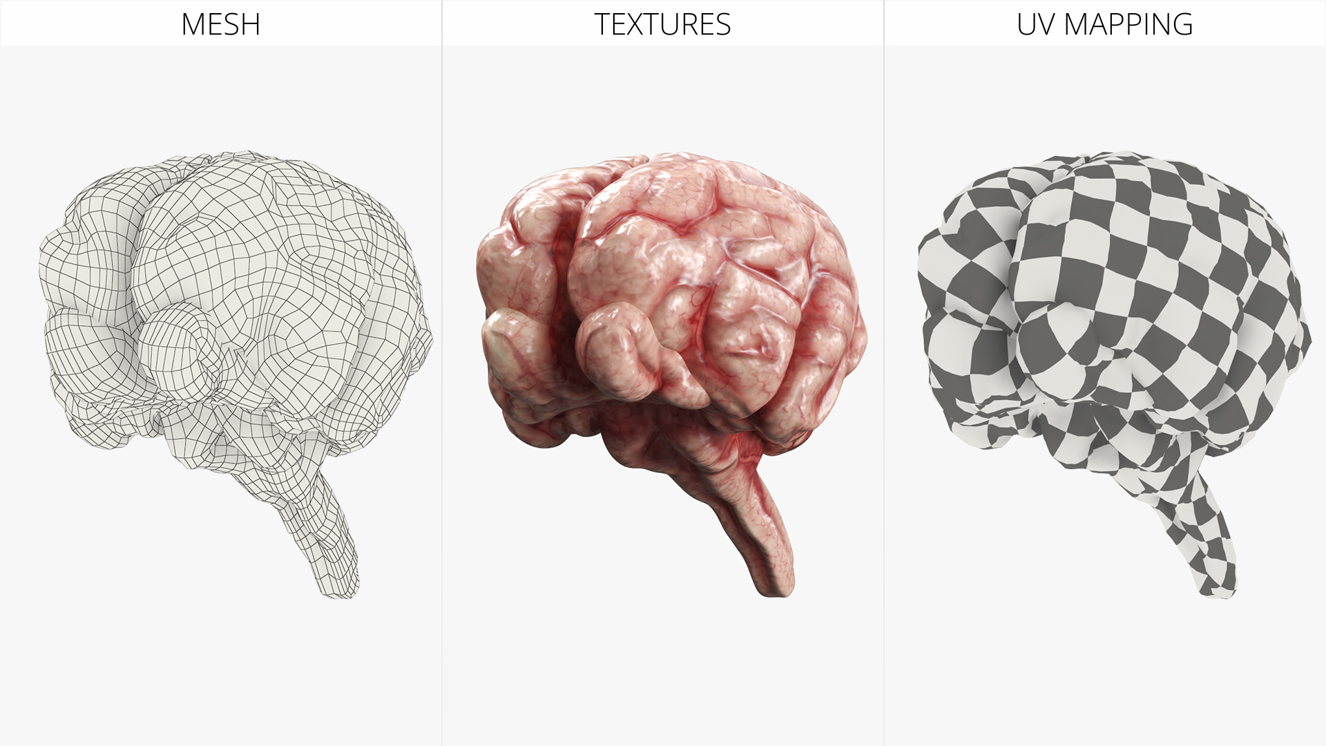 Cat Brain Anatomy Structure, view 6