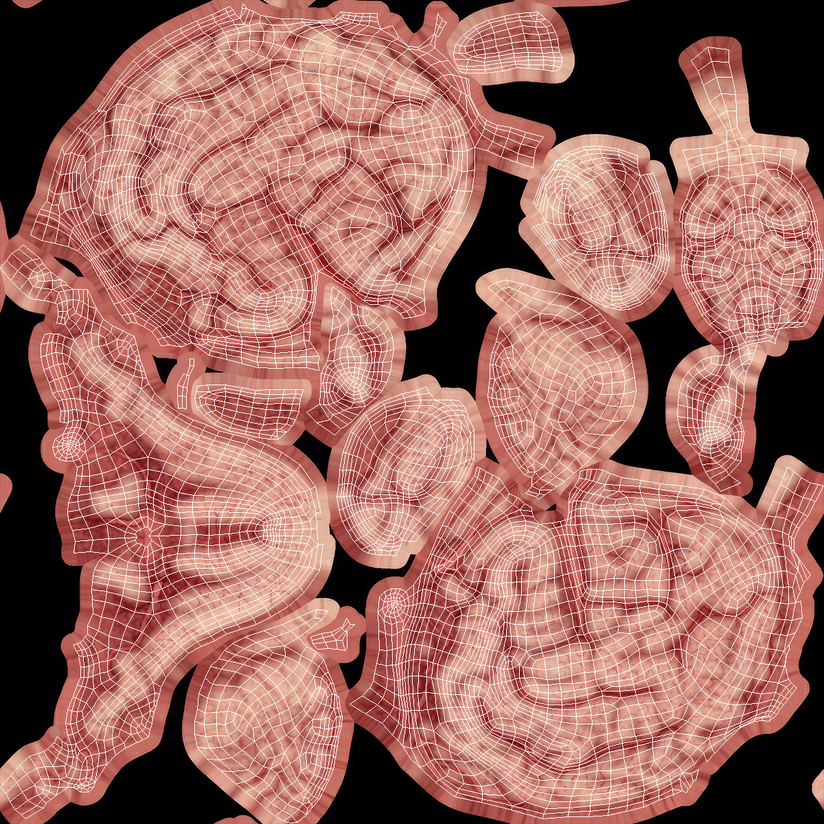 Cat Brain Anatomy Structure, view 10